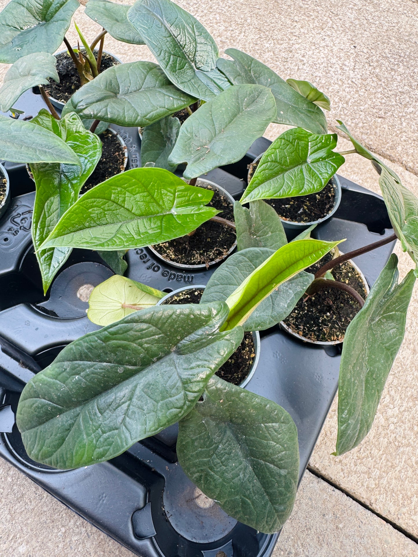 Alocasia Scalprum (SC)