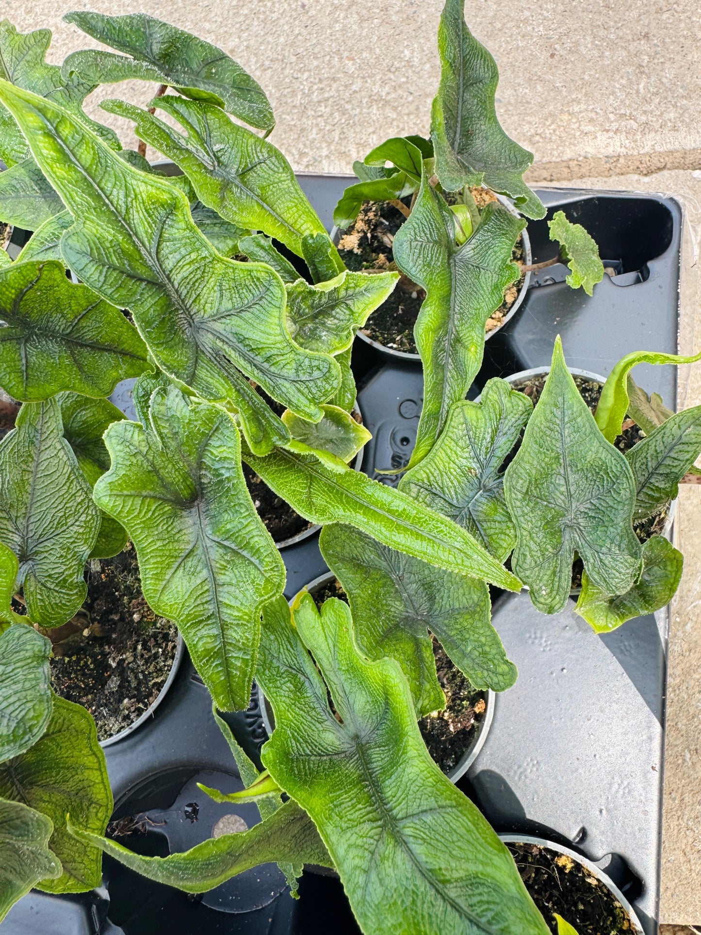 Alocasia Jacklyn (SC)