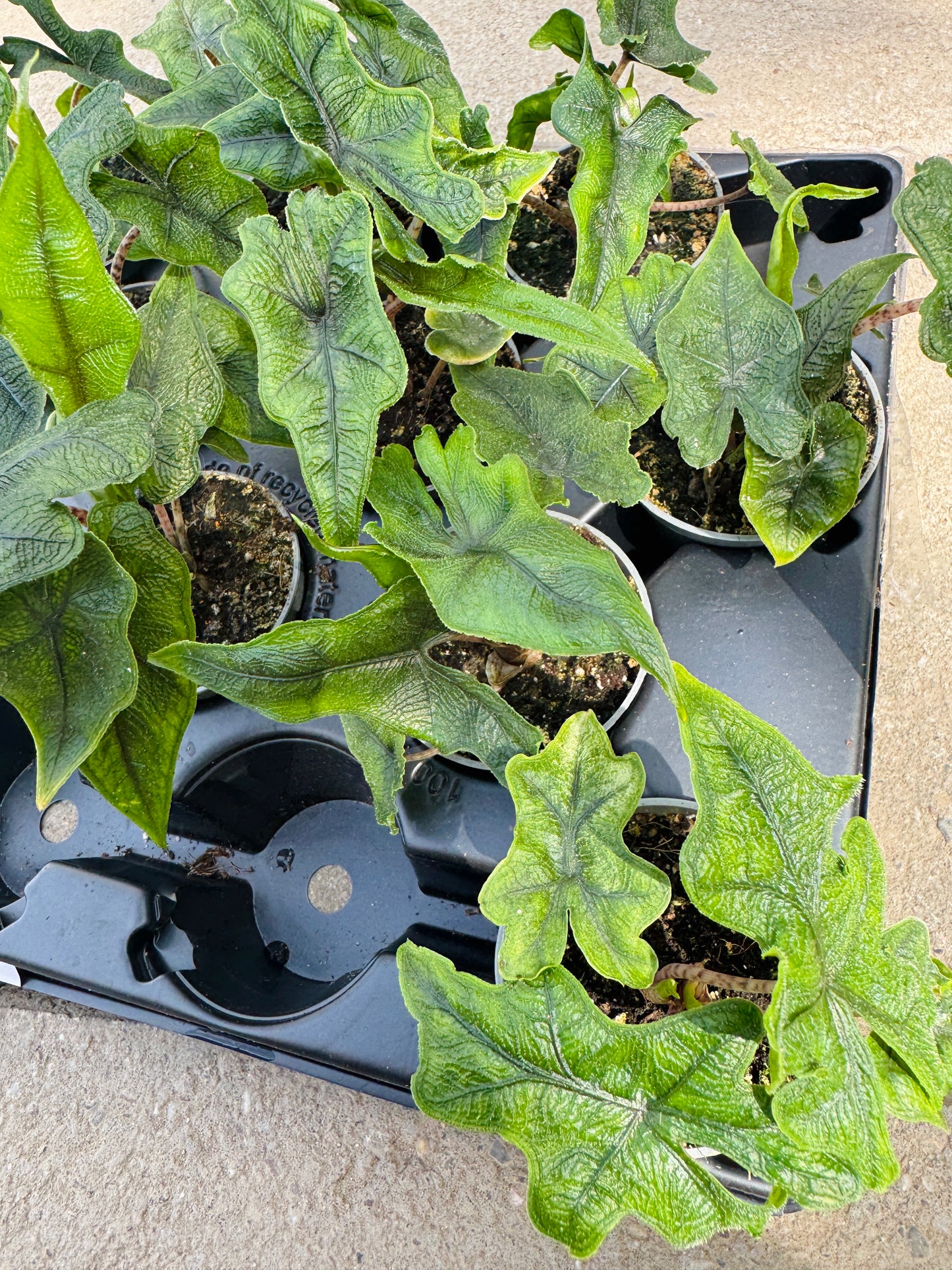 Alocasia Jacklyn (SC)