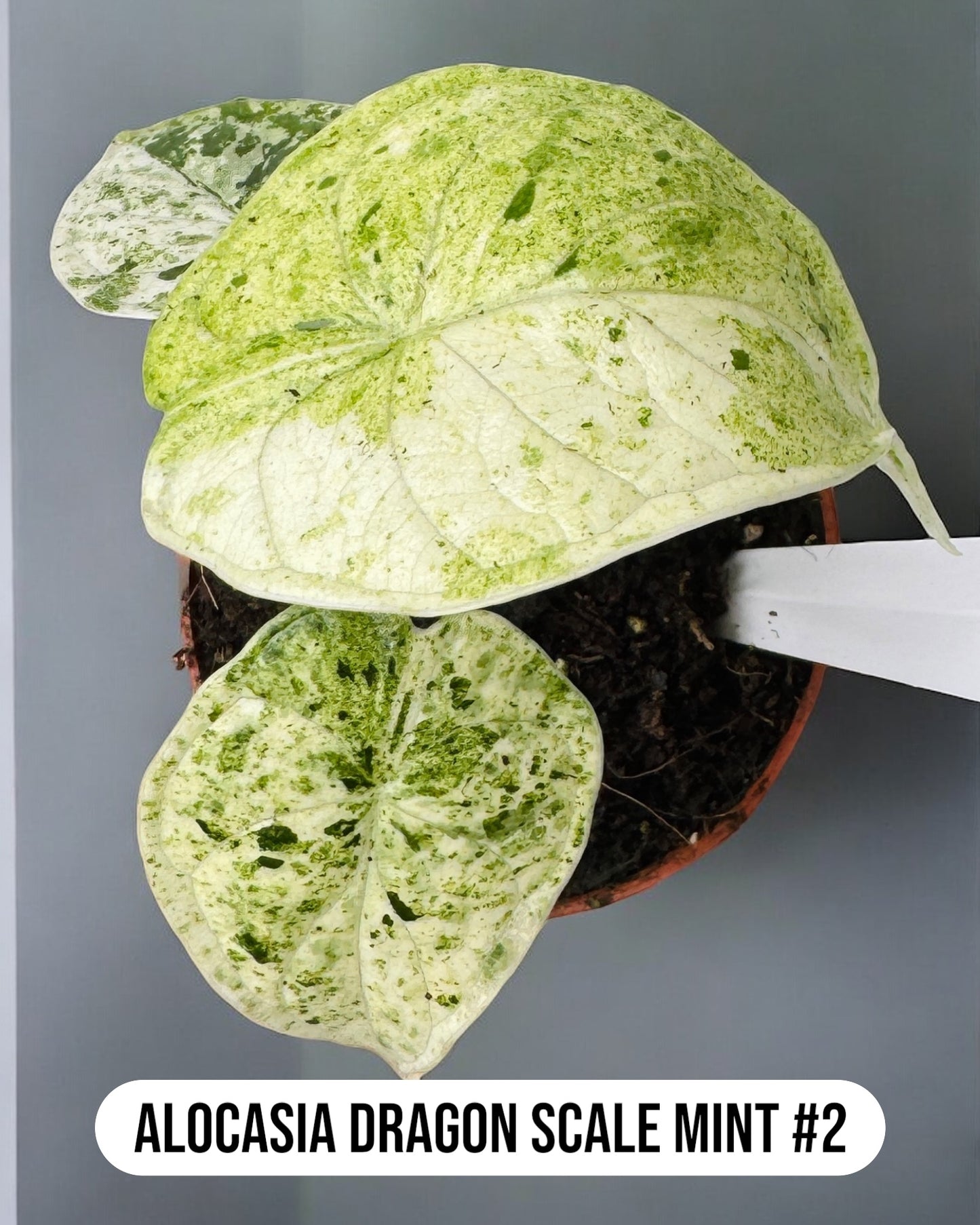 Alocasia Dragon Scale Mint