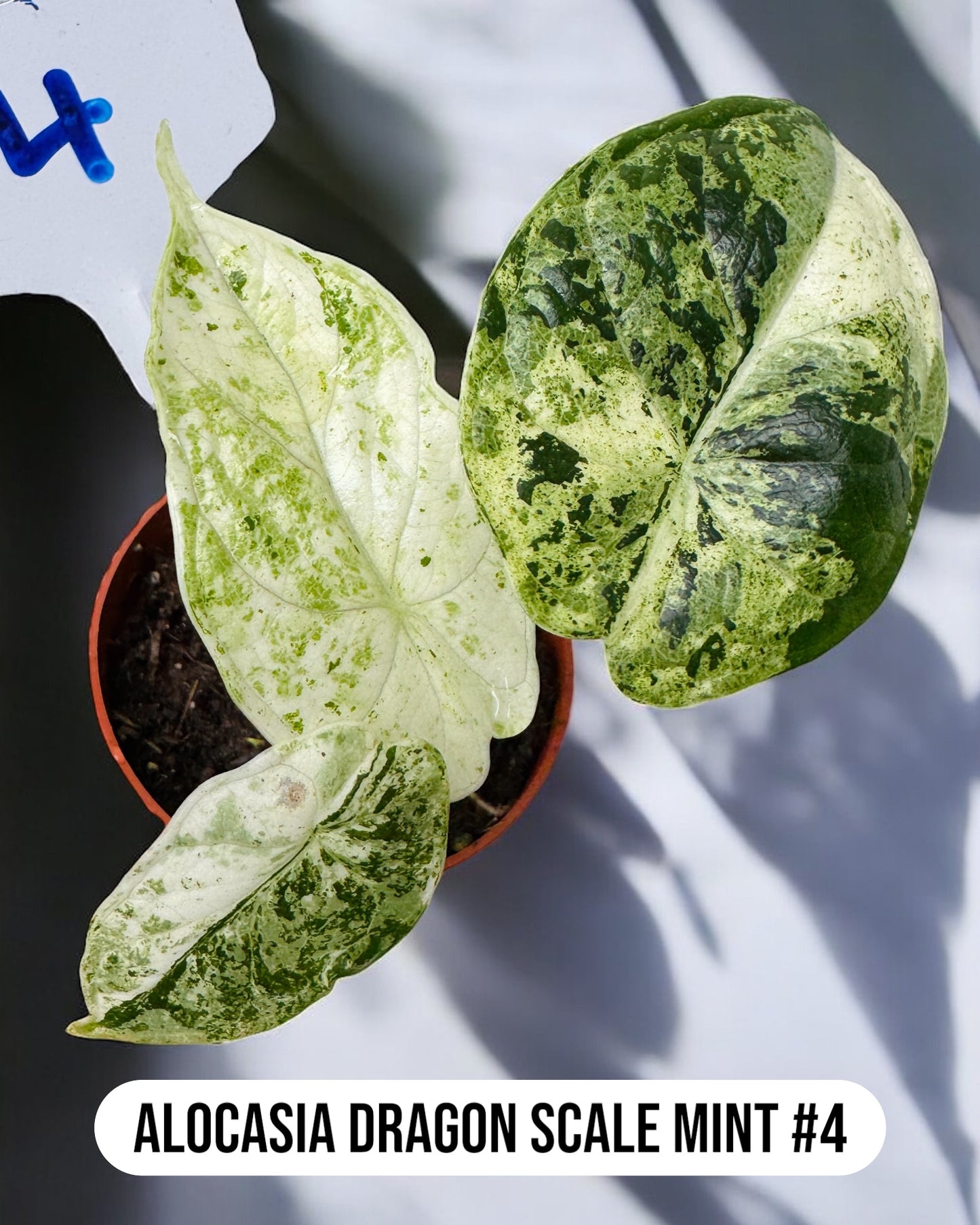 Alocasia Dragon Scale Mint