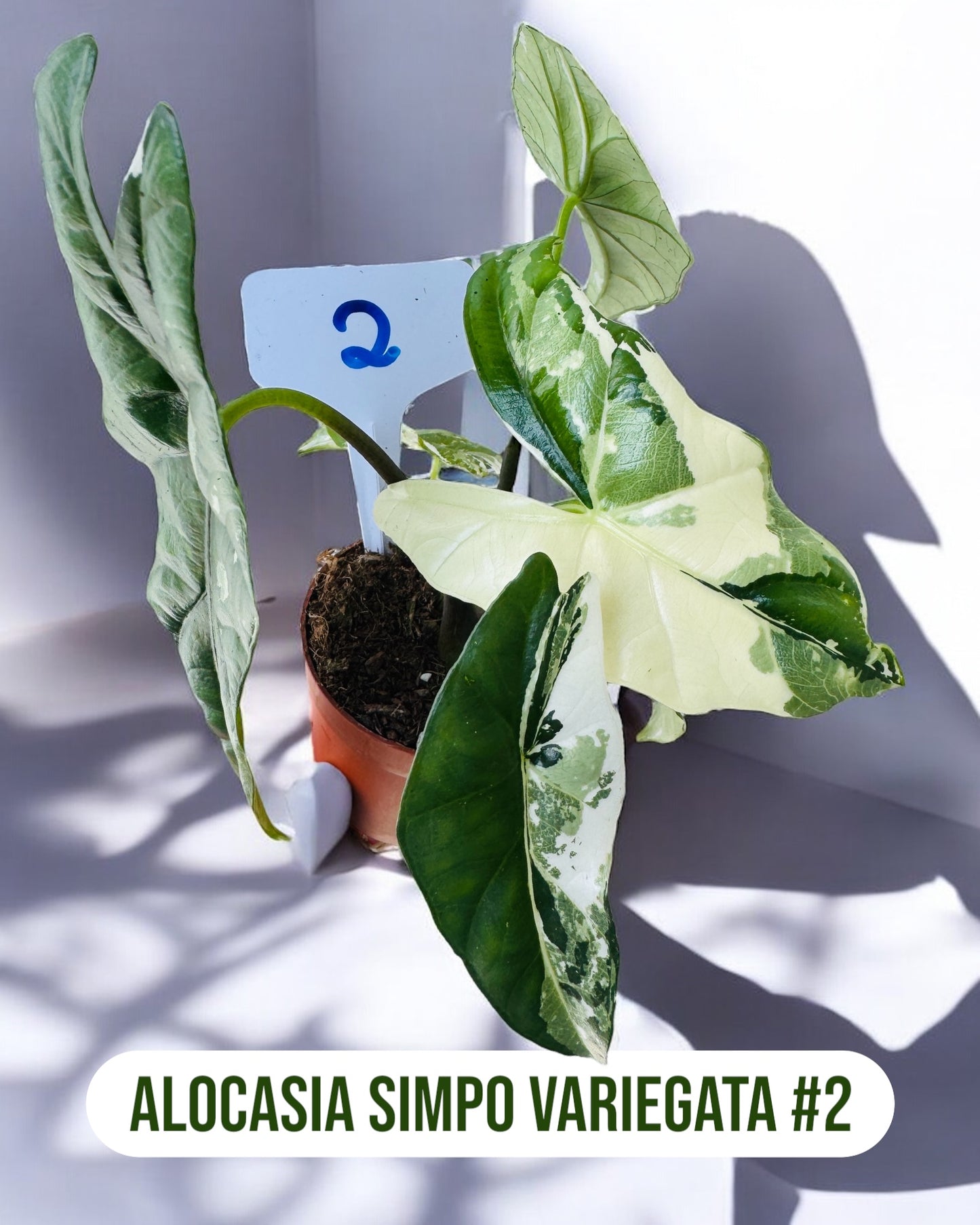Alocasia Simpo Variegata
