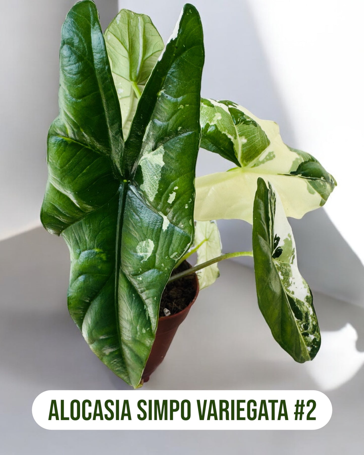 Alocasia Simpo Variegata
