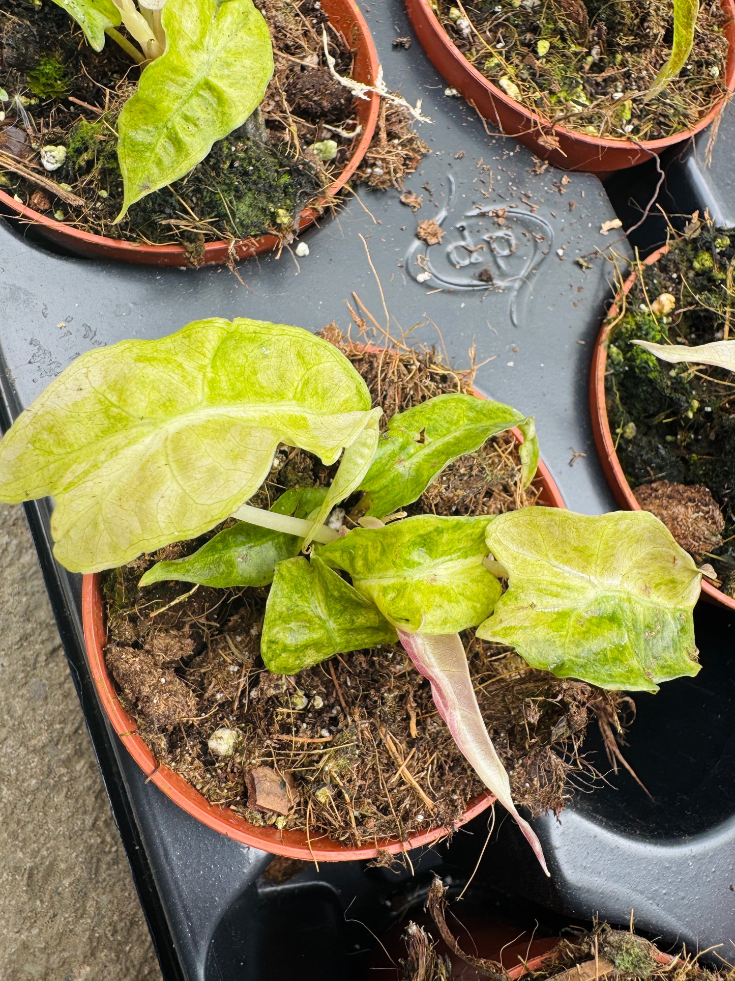 Alocasia Polly Multicolor (SC)