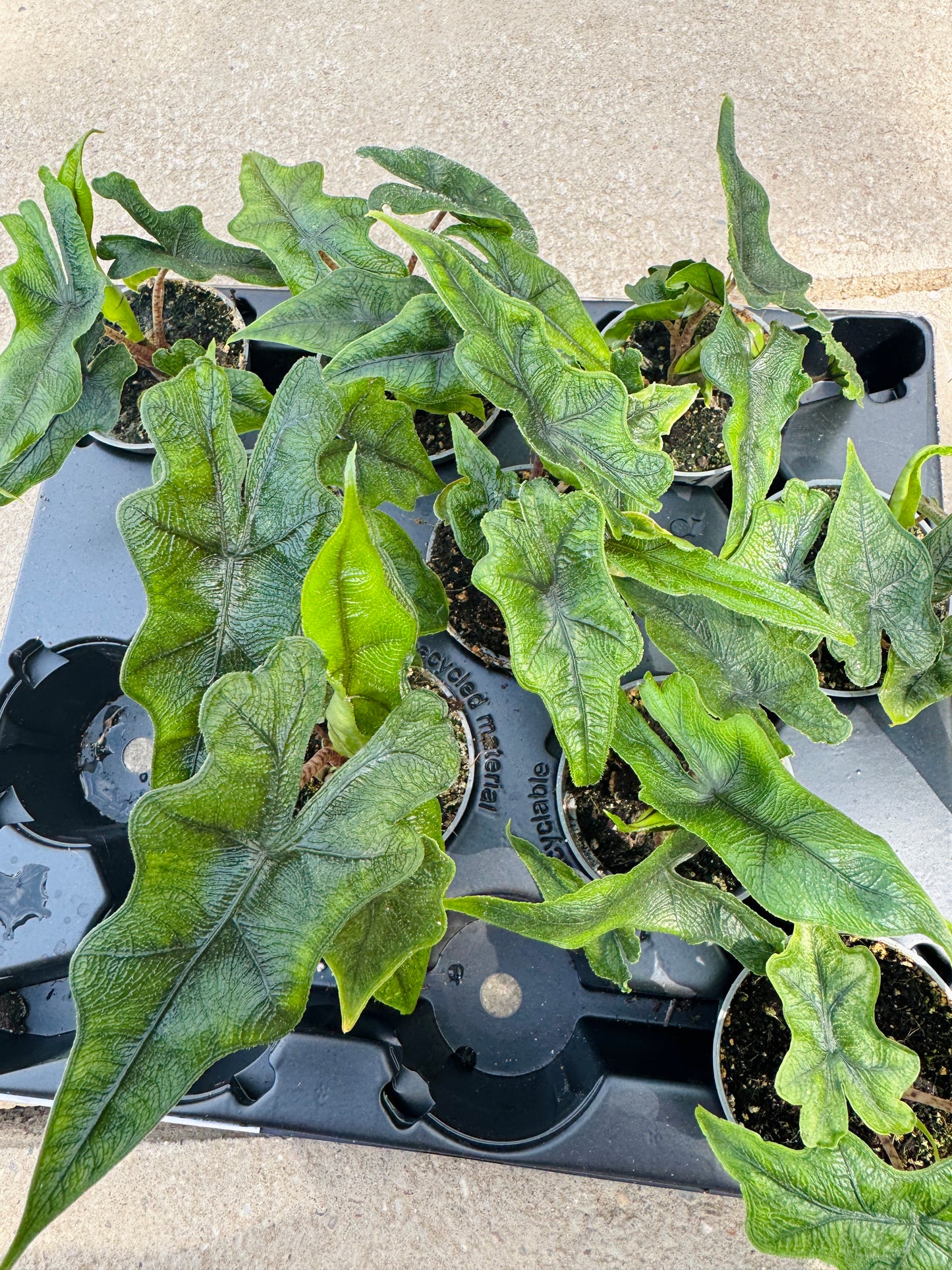 Alocasia Jacklyn (SC)
