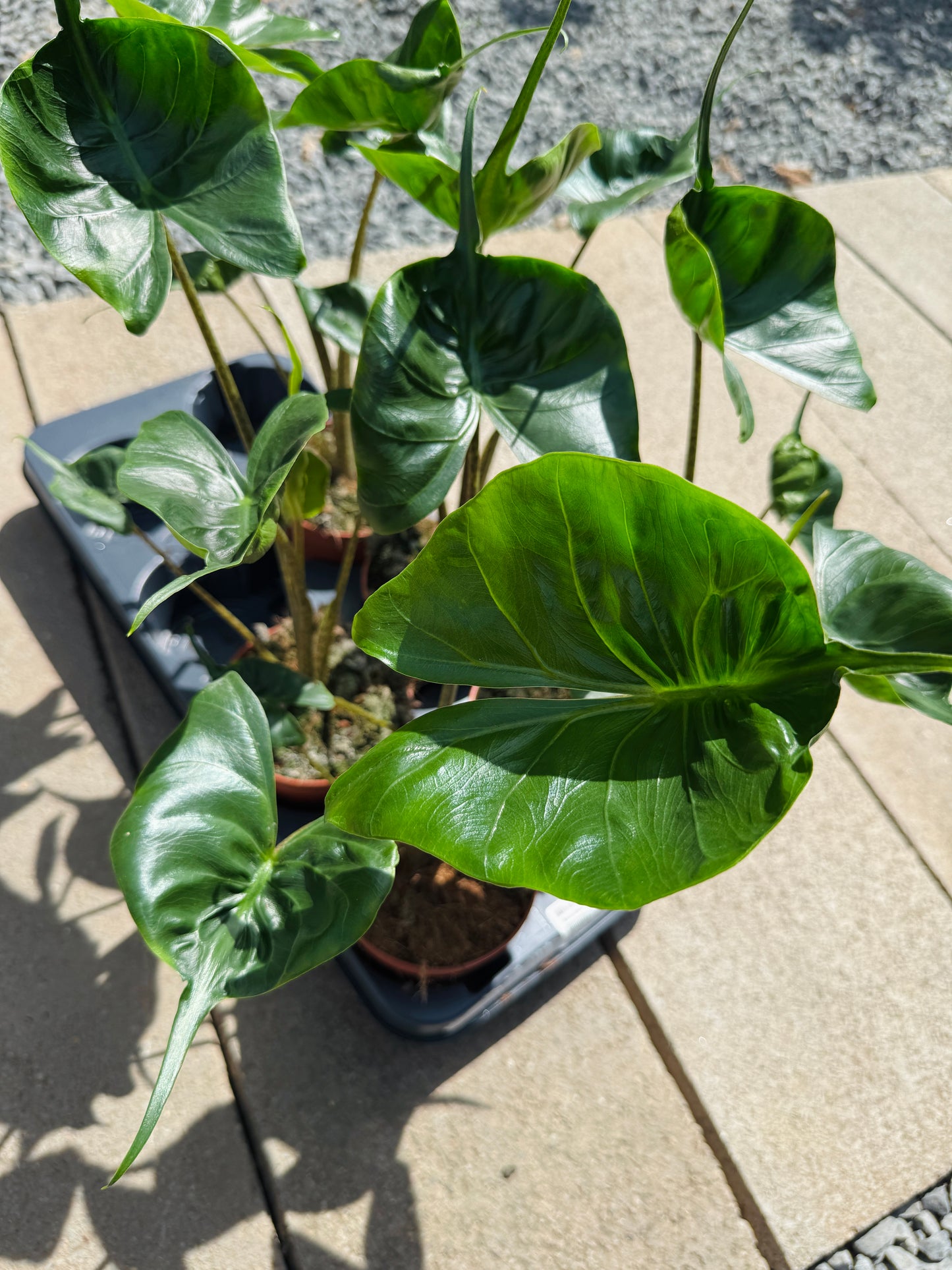 Alocasia Stingray (SC)