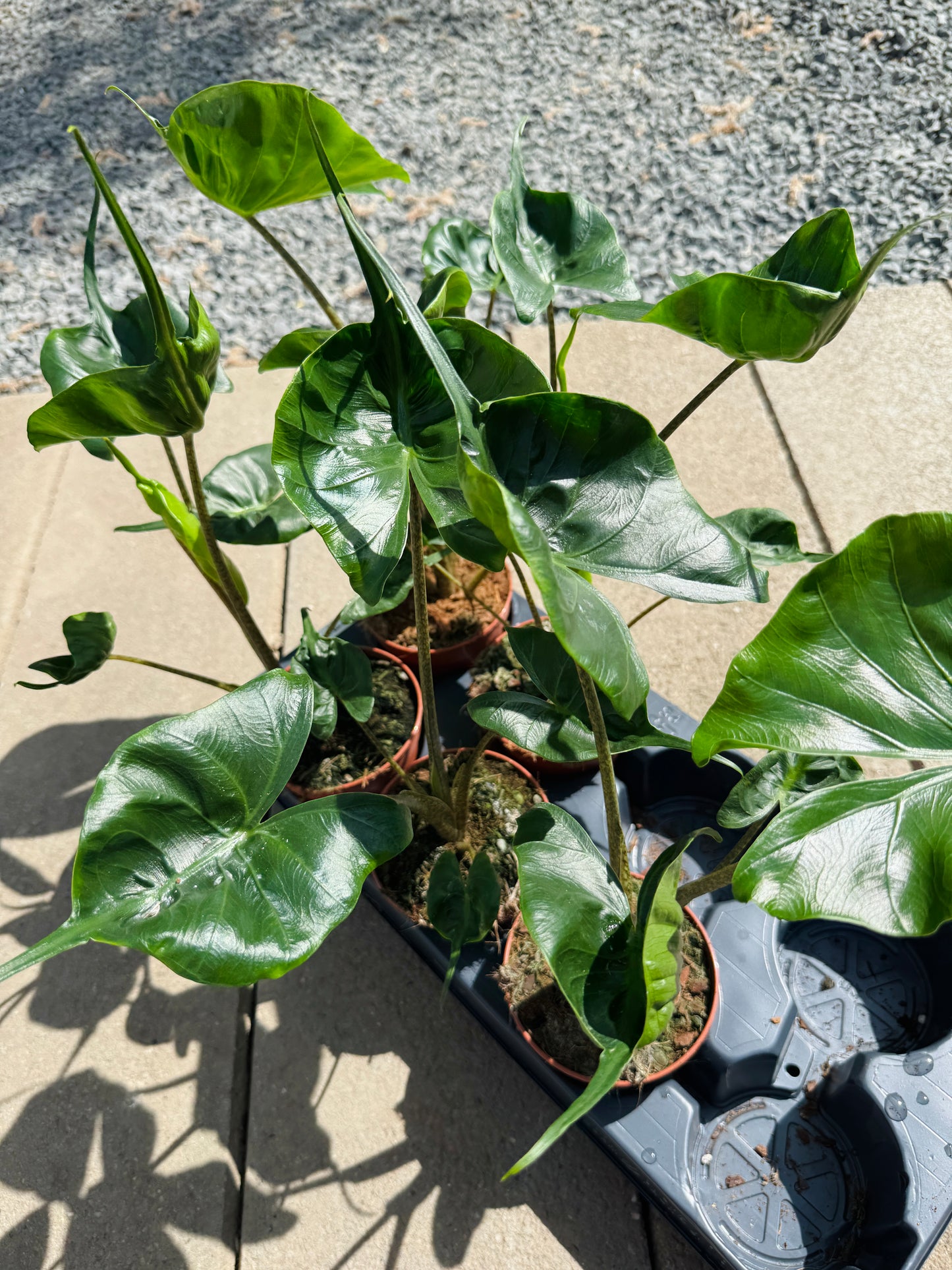 Alocasia Stingray (SC)