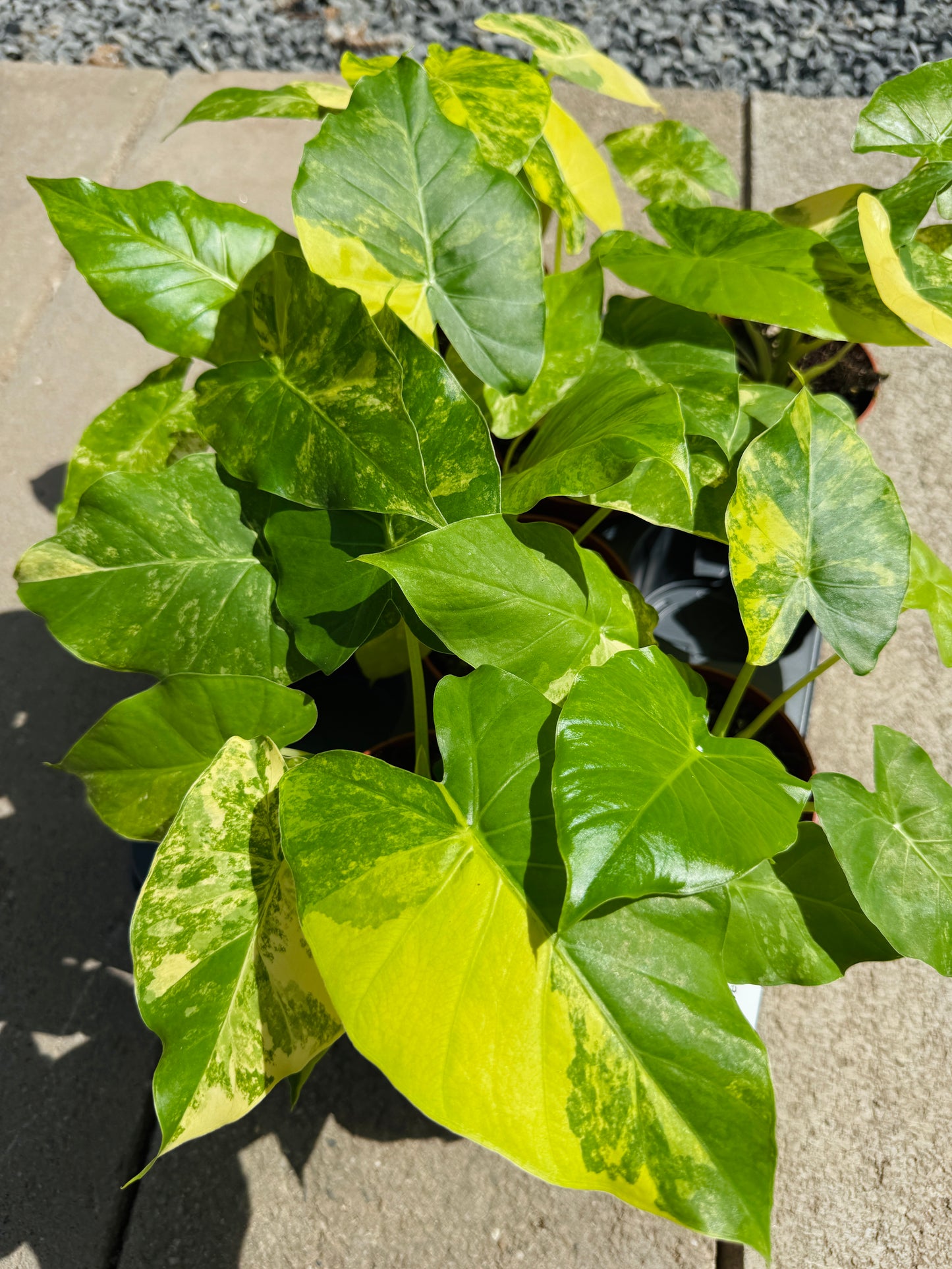 Alocasia Gageana Aurea (SC)