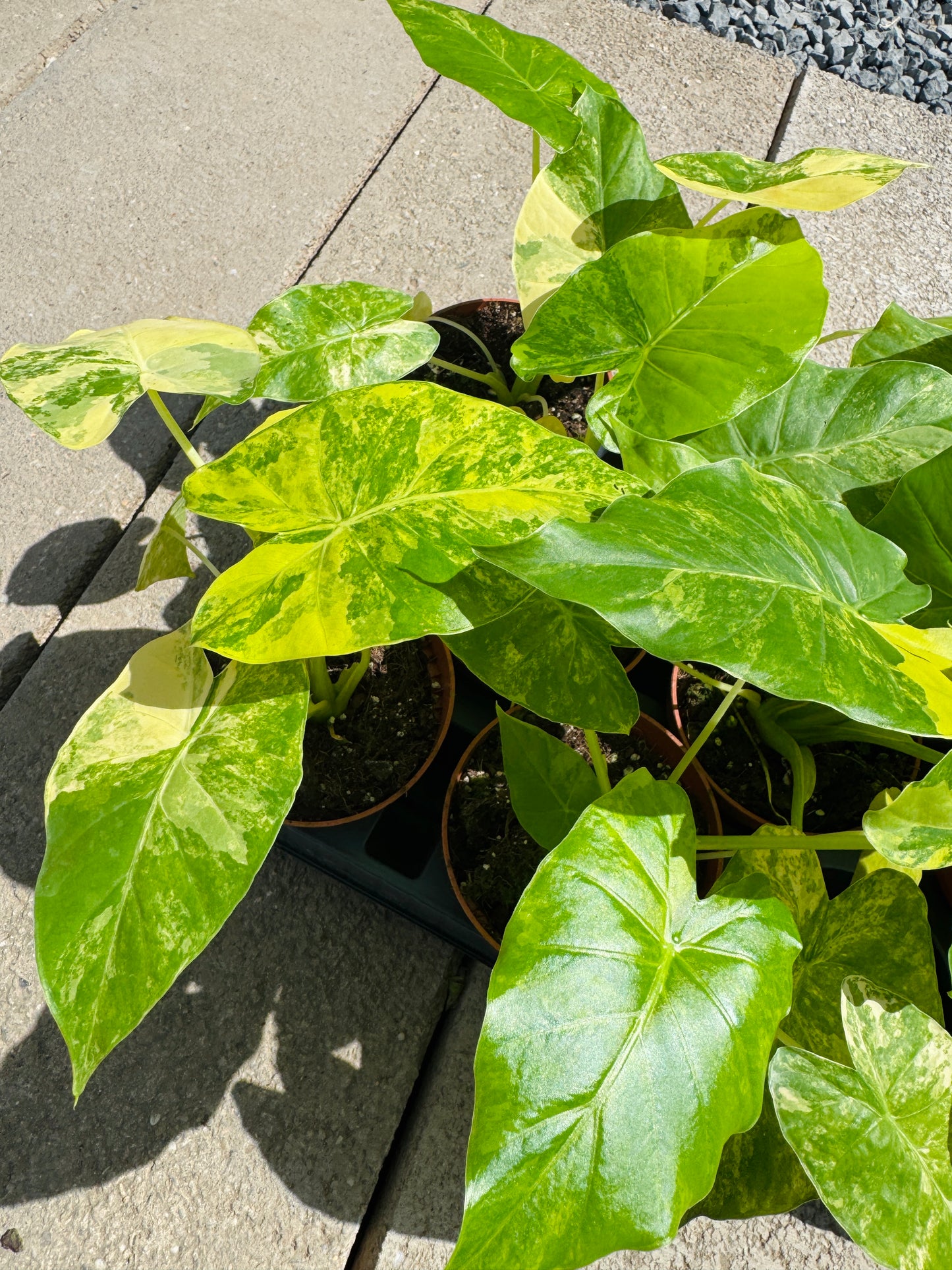 Alocasia Gageana Aurea (SC)