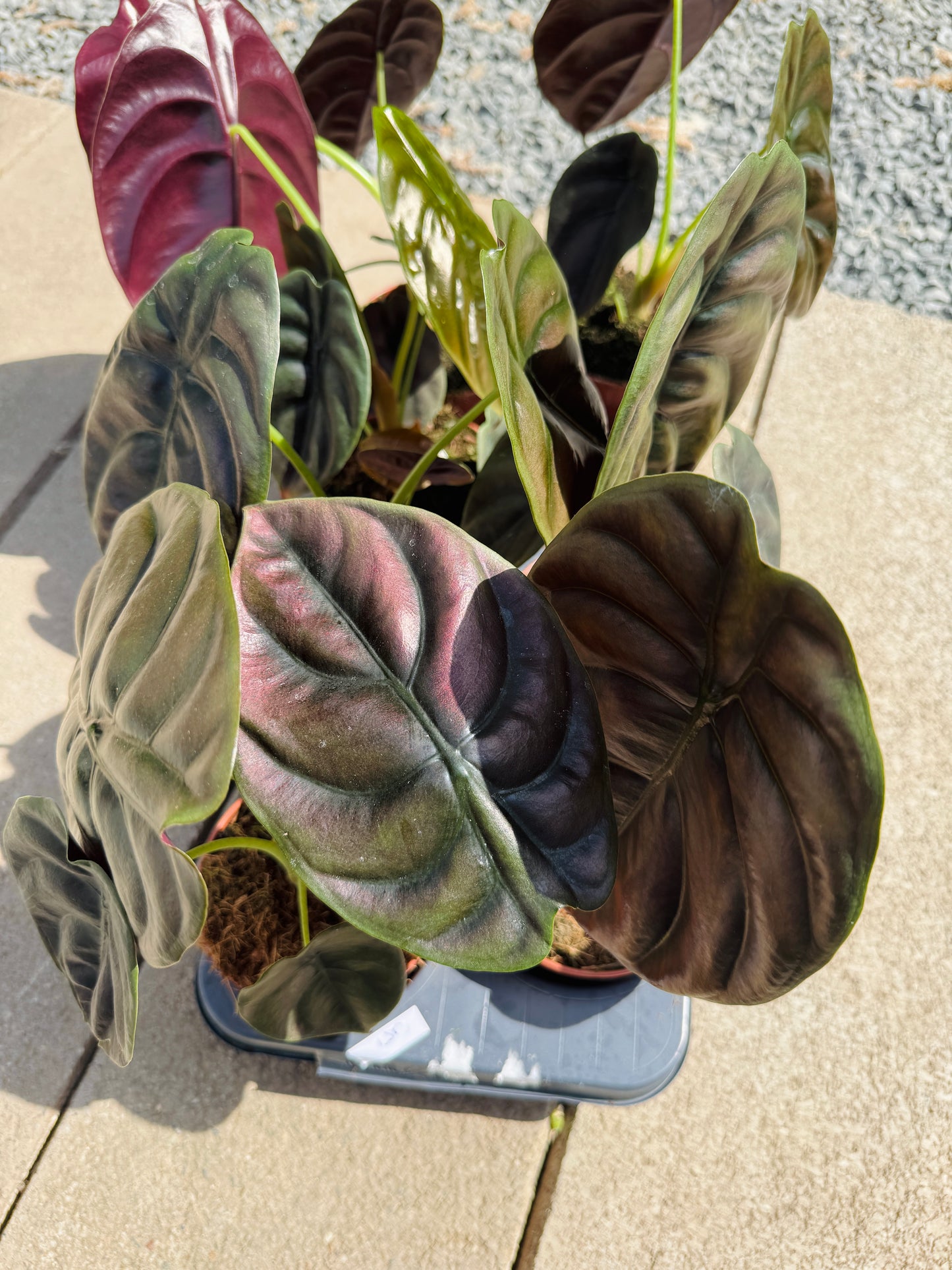 Alocasia Cuprea (SC)