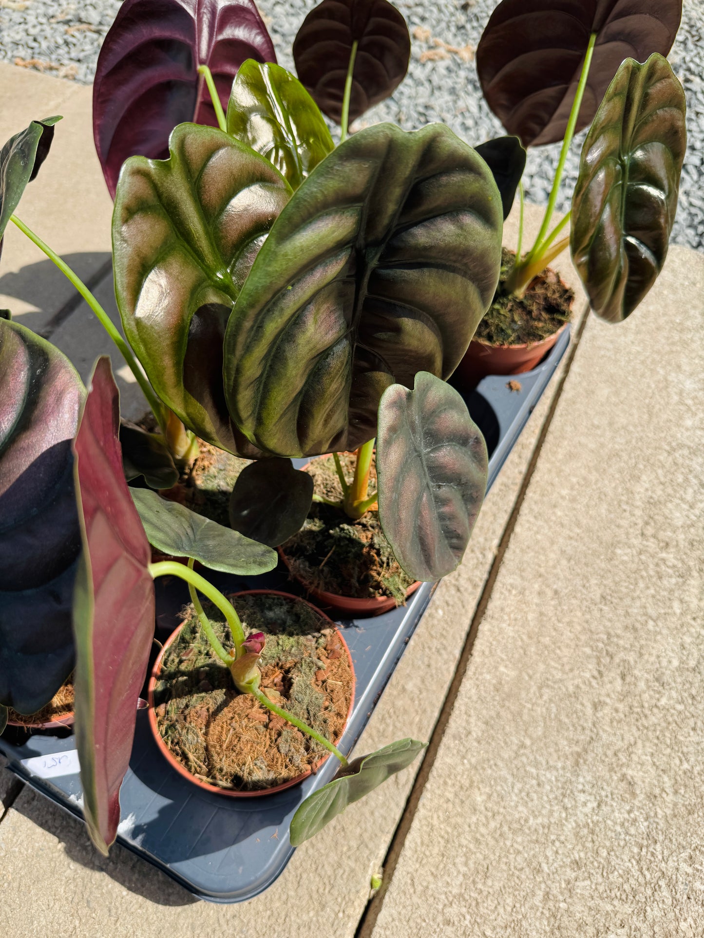 Alocasia Cuprea (SC)