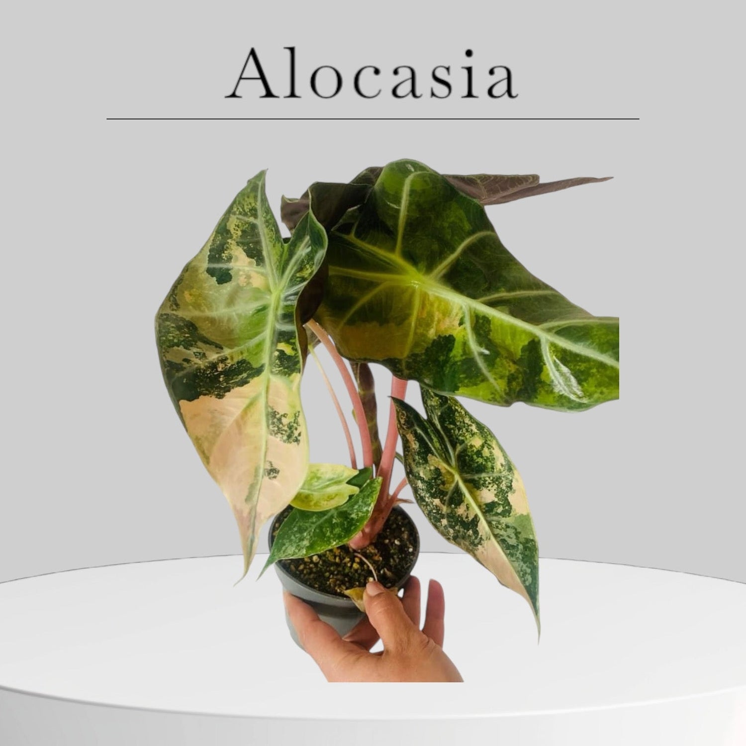 Alocasia