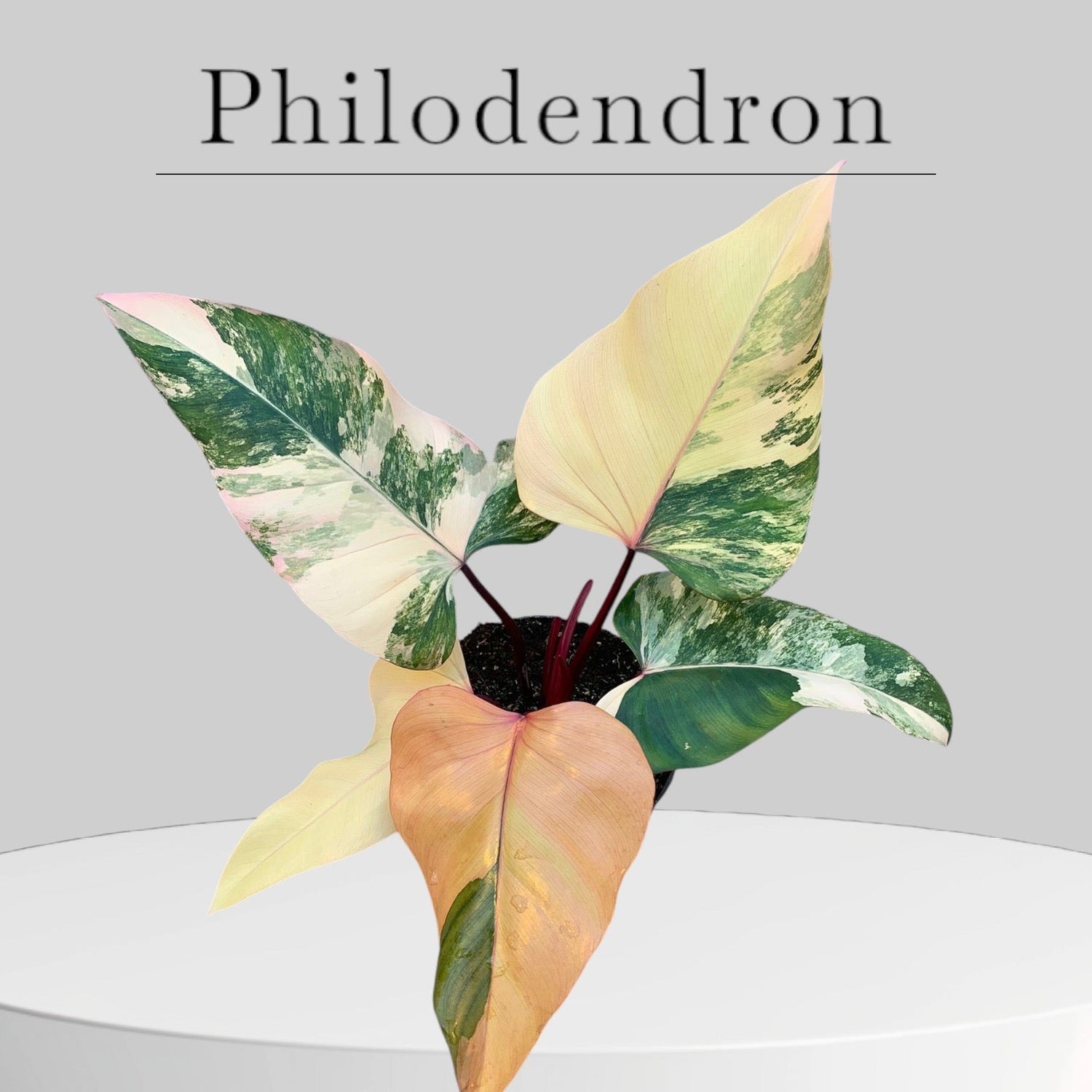 Philodendron