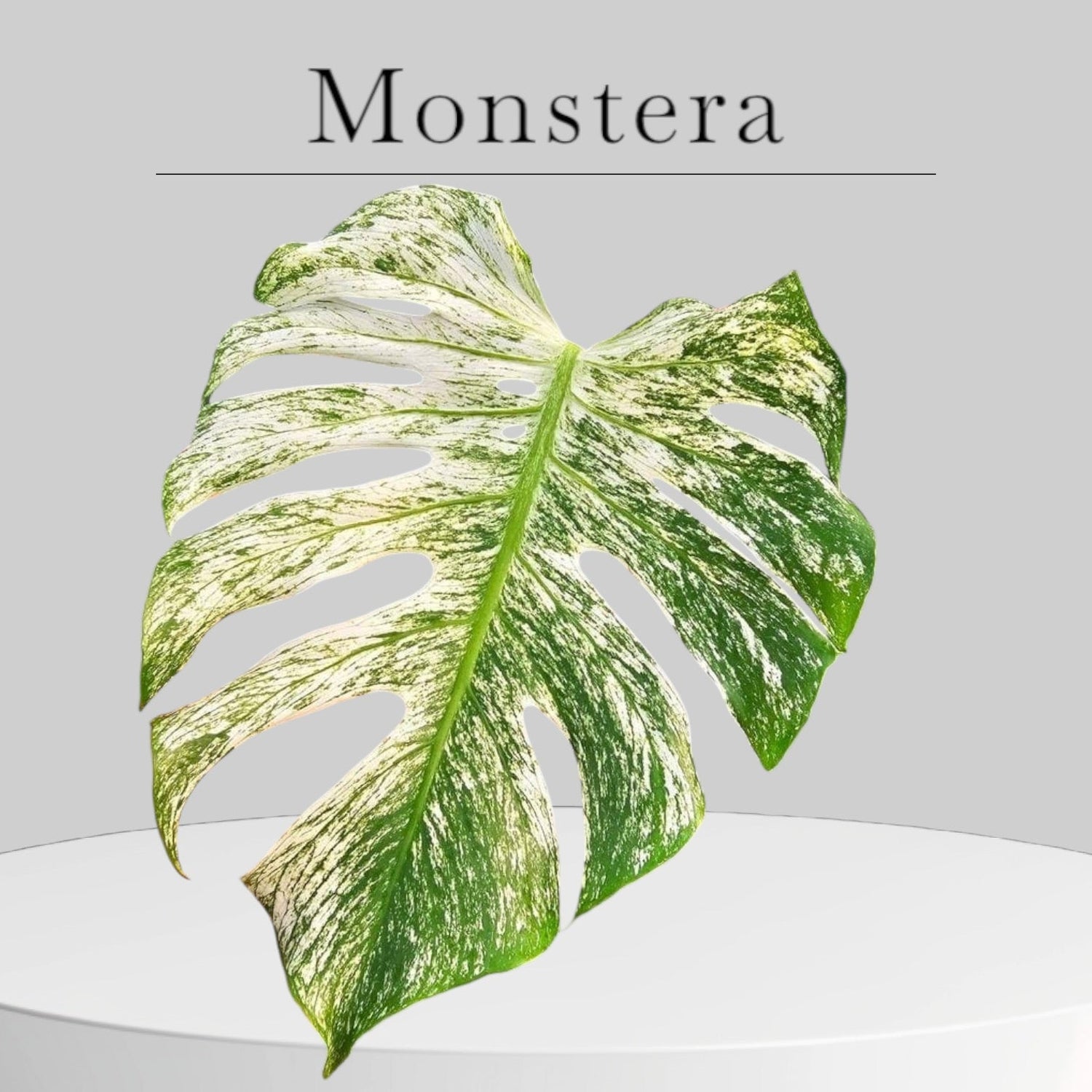 Monstera