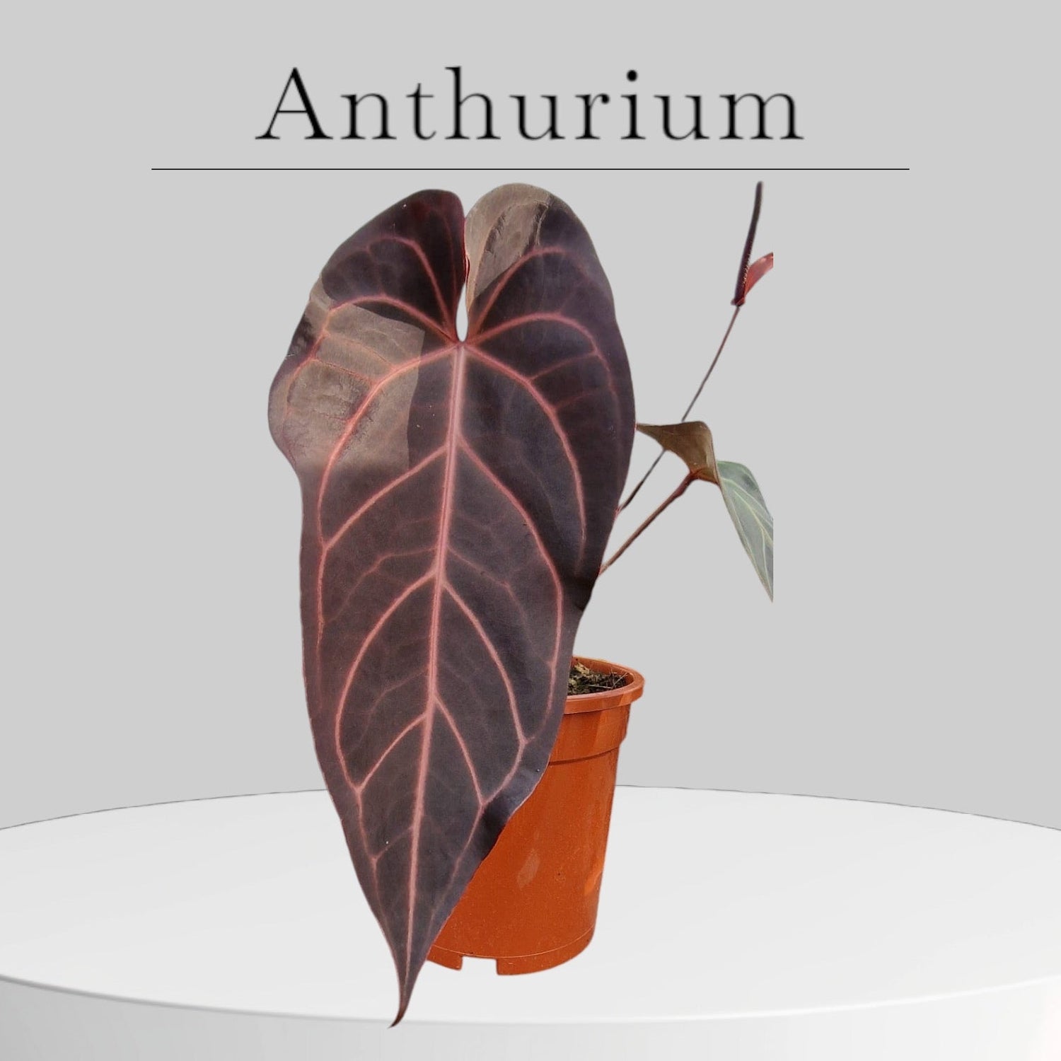 Anthurium