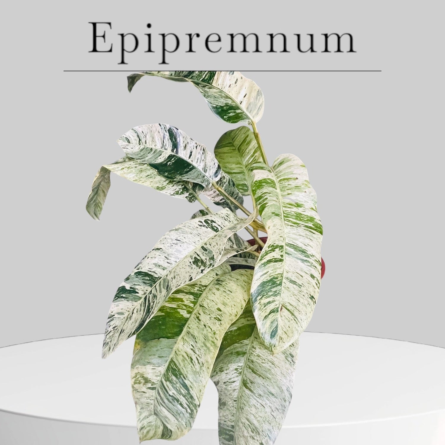 Epipremnum