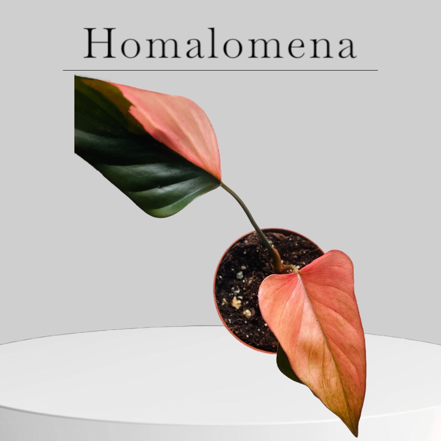 Homalomena