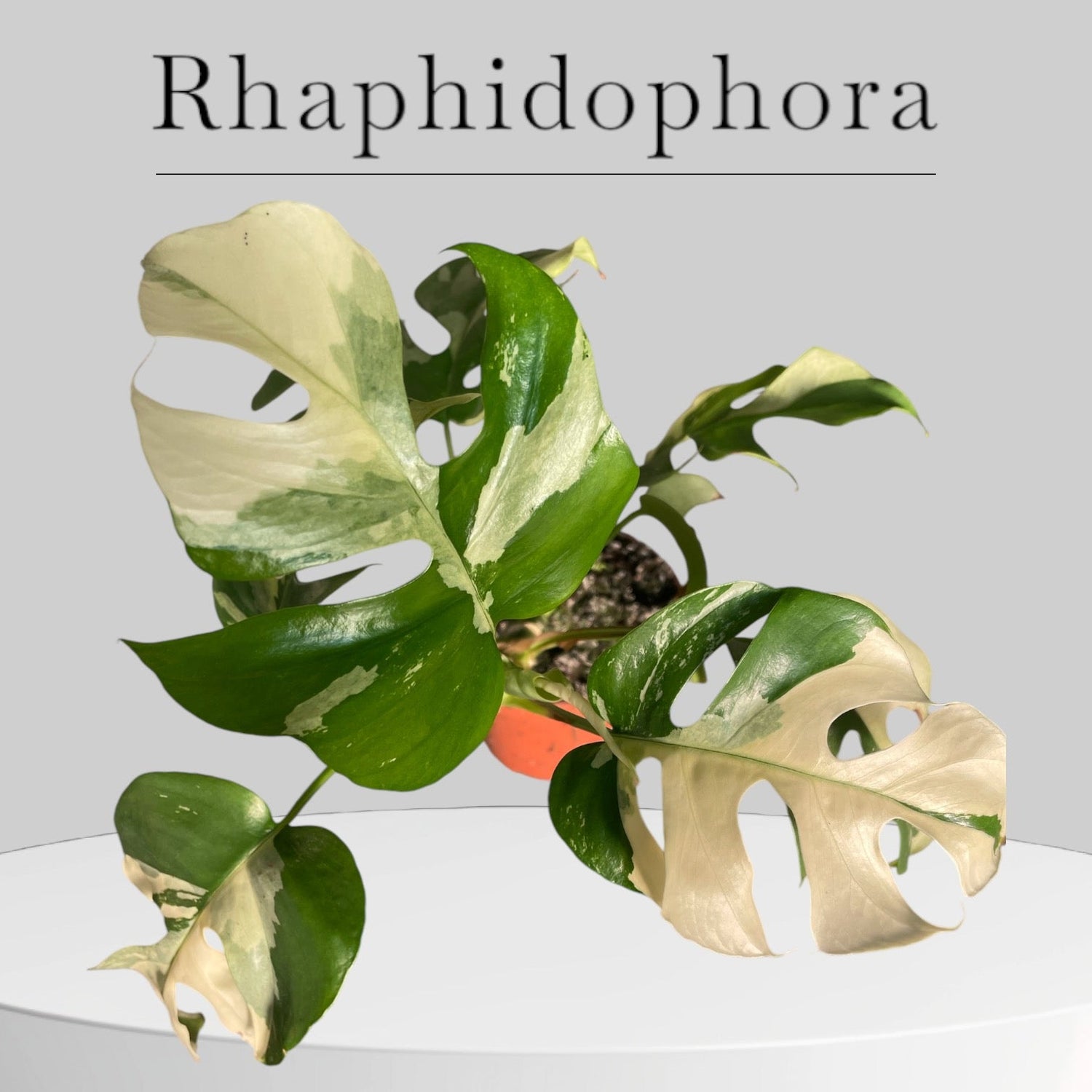 Rhaphidophora