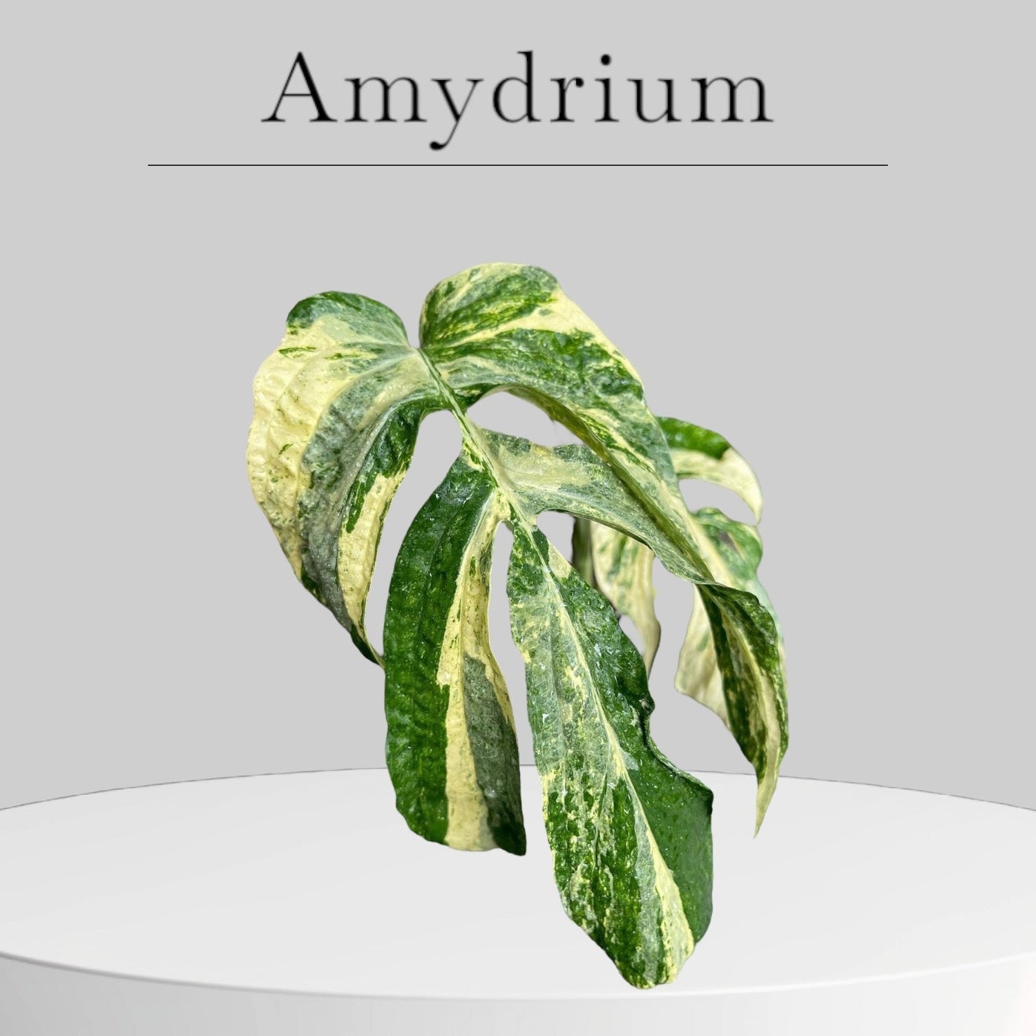 Amydrium