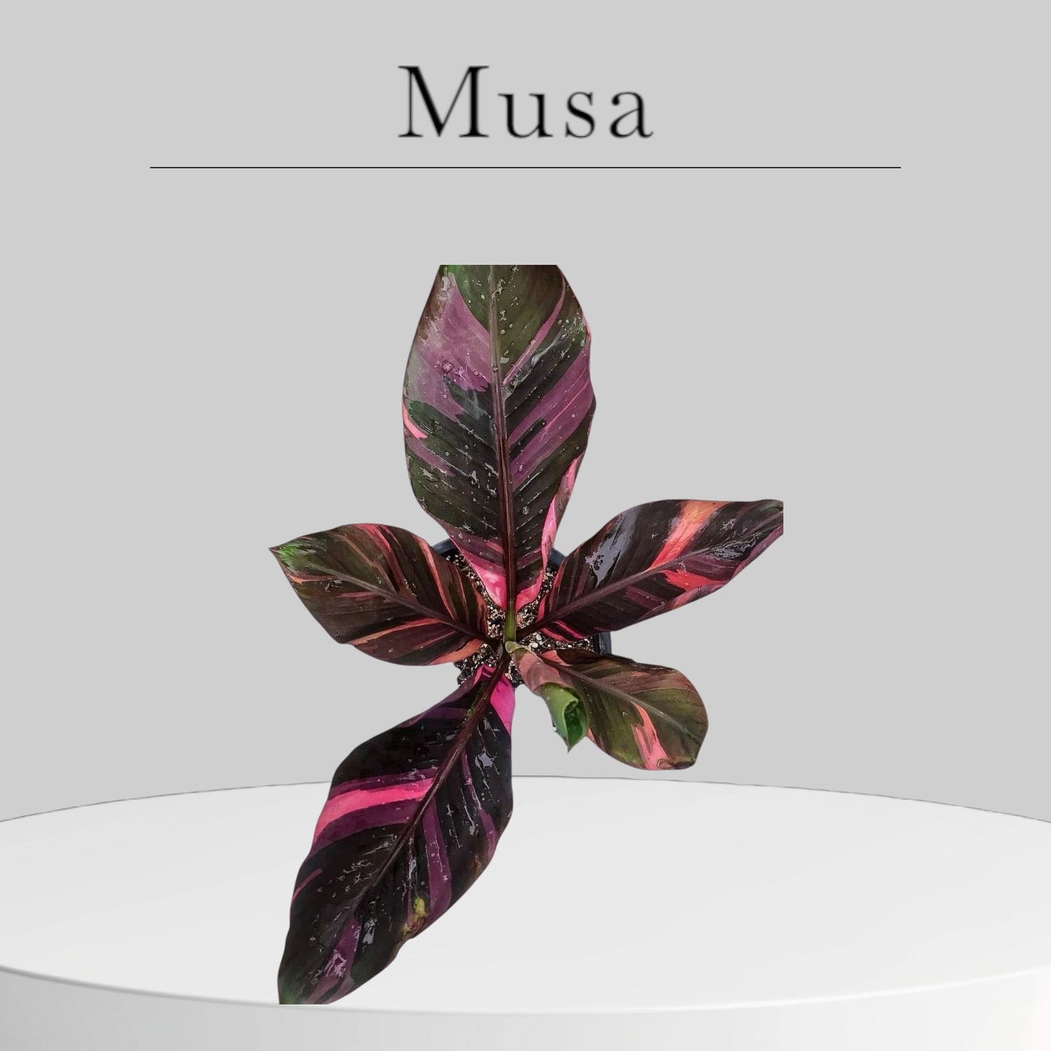 Musa