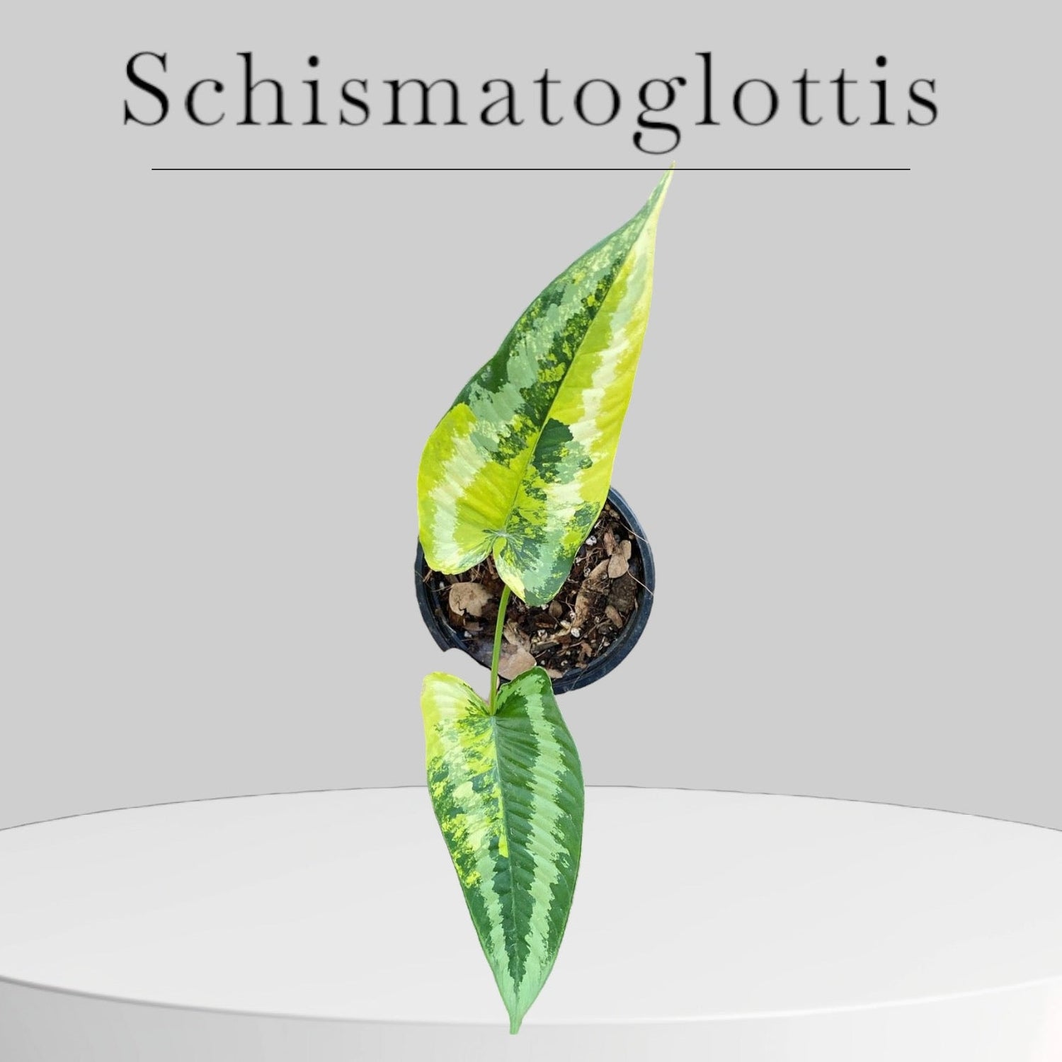 Schismatoglottis