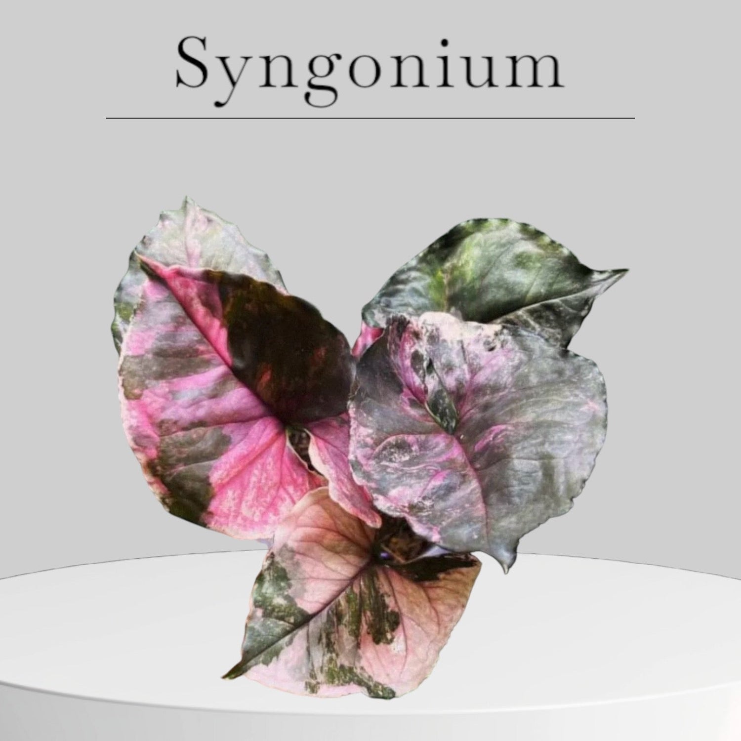 Syngonium