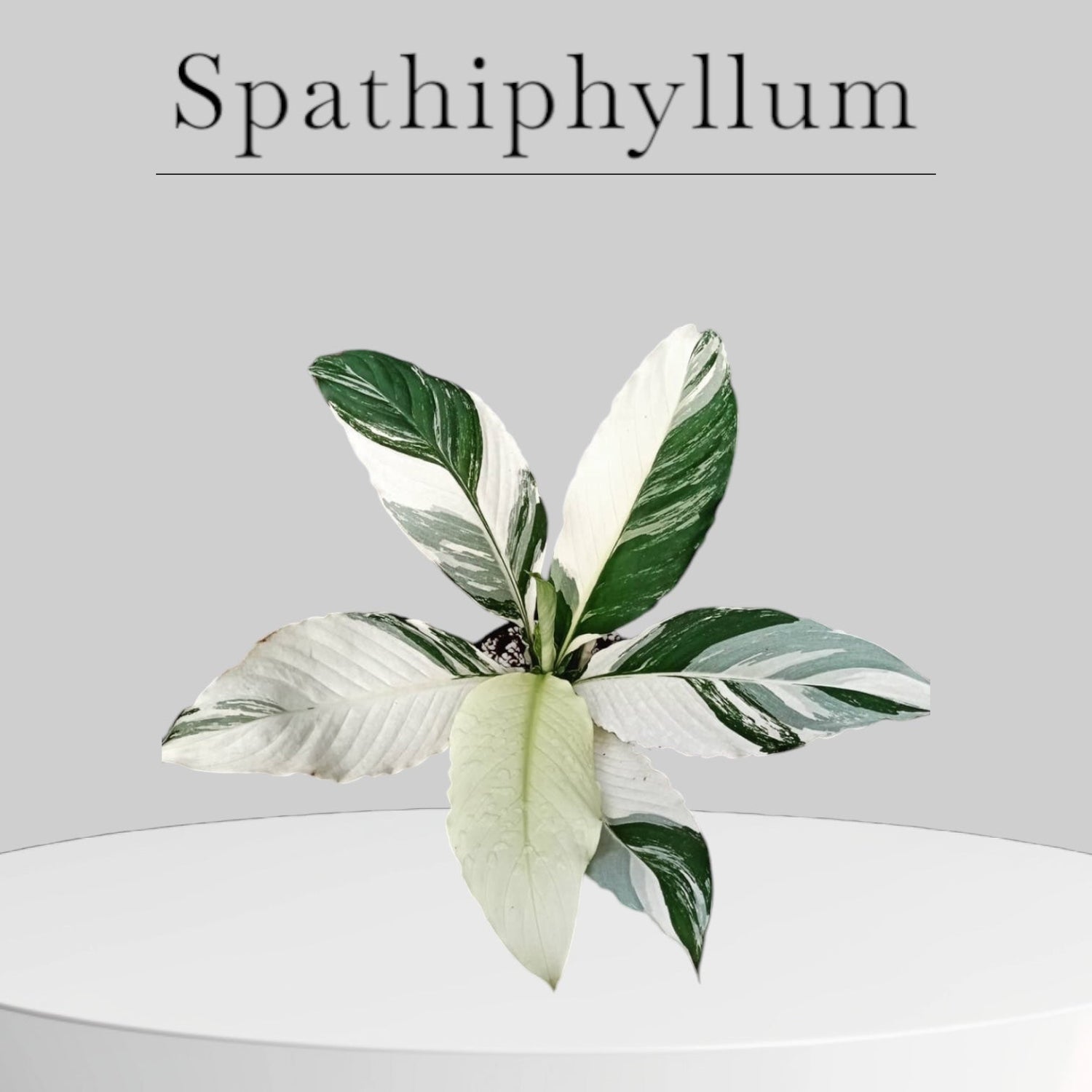 Spathiphyllum