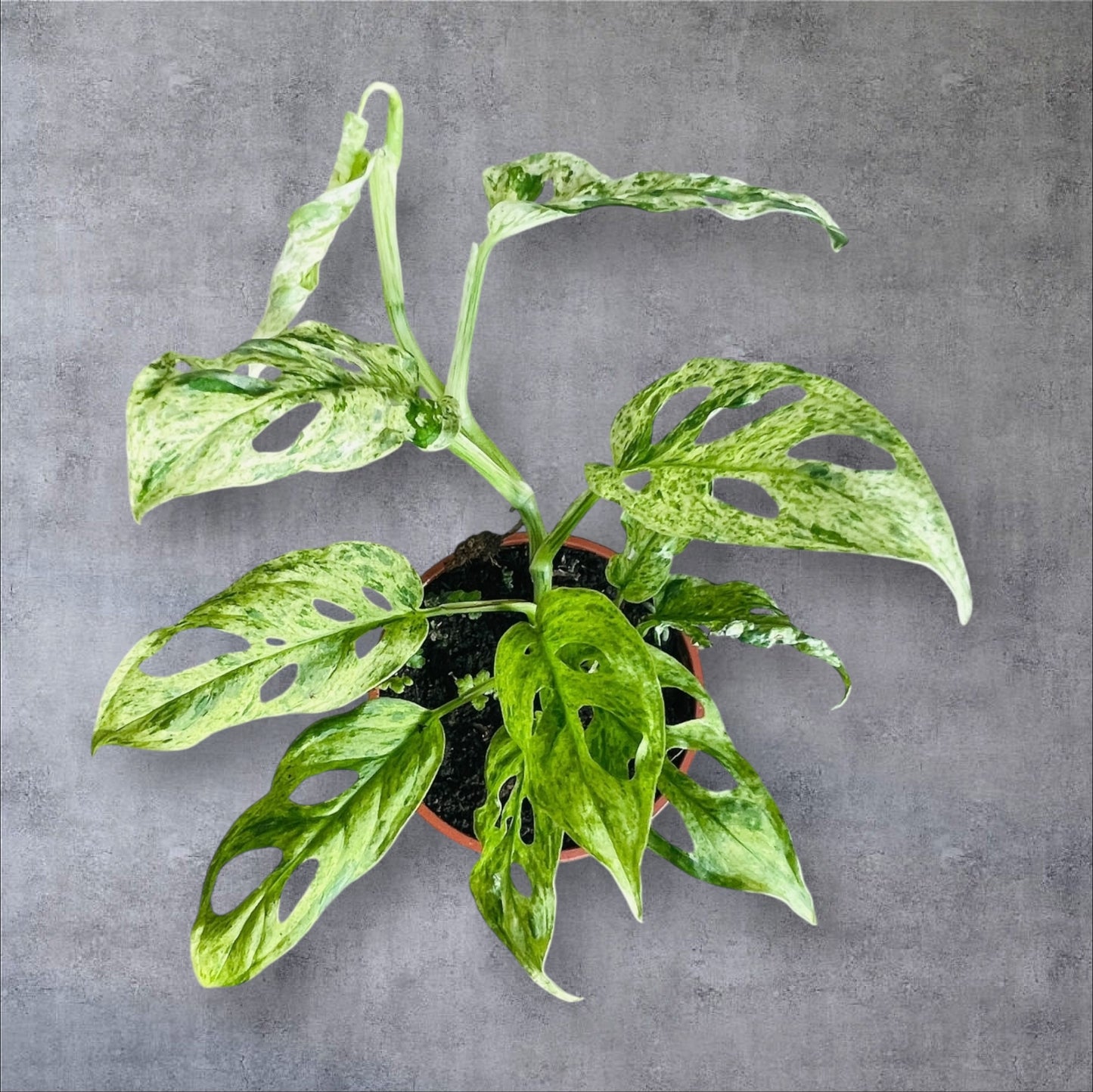 Monstera Frozen Freckles