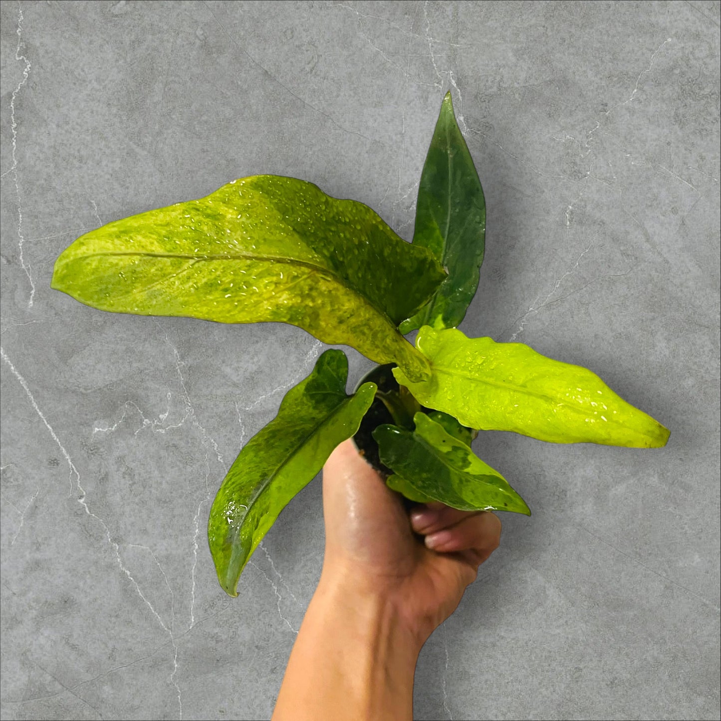 Alocasia Lauterbachiana Variegata