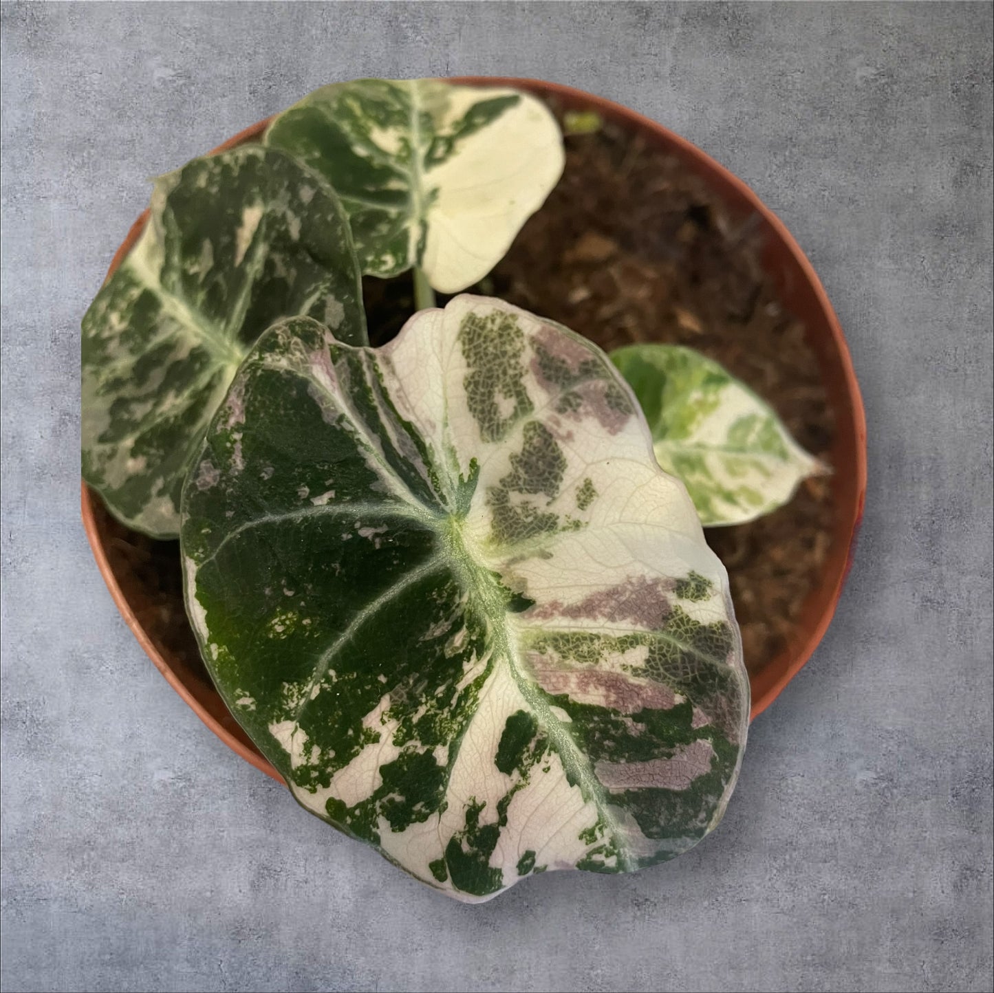 Alocasia Black Velvet Pink Variegata