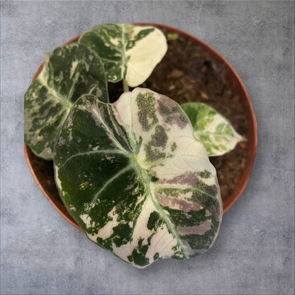 Alocasia Black Velvet Pink Variegata