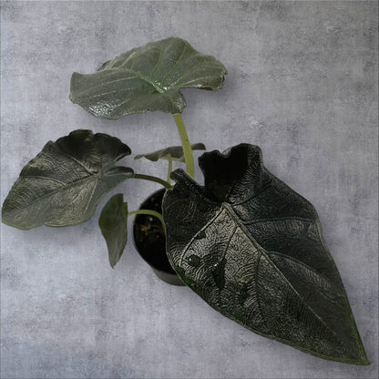 Alocasia Antoro Velvet - Sellers Choice