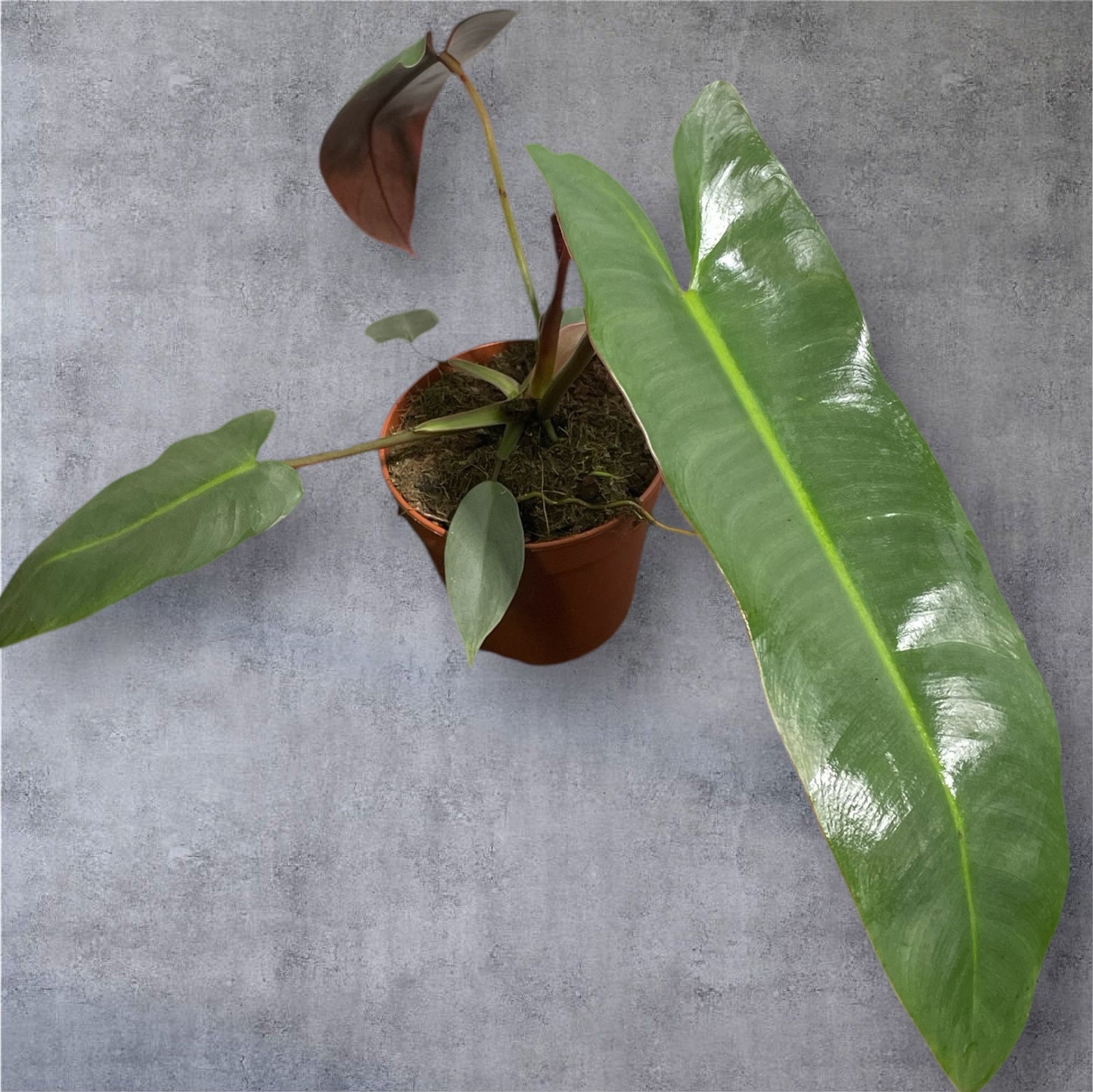 Philodendron Atabapoense - Sellers Choice