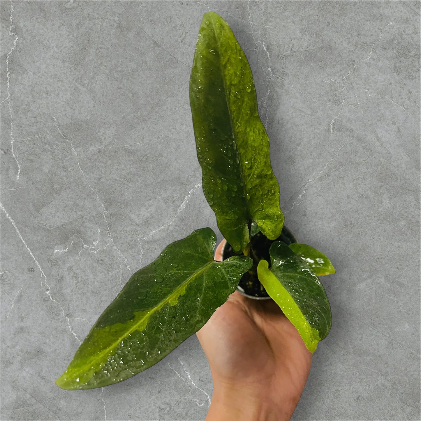 Alocasia Lauterbachiana Variegata