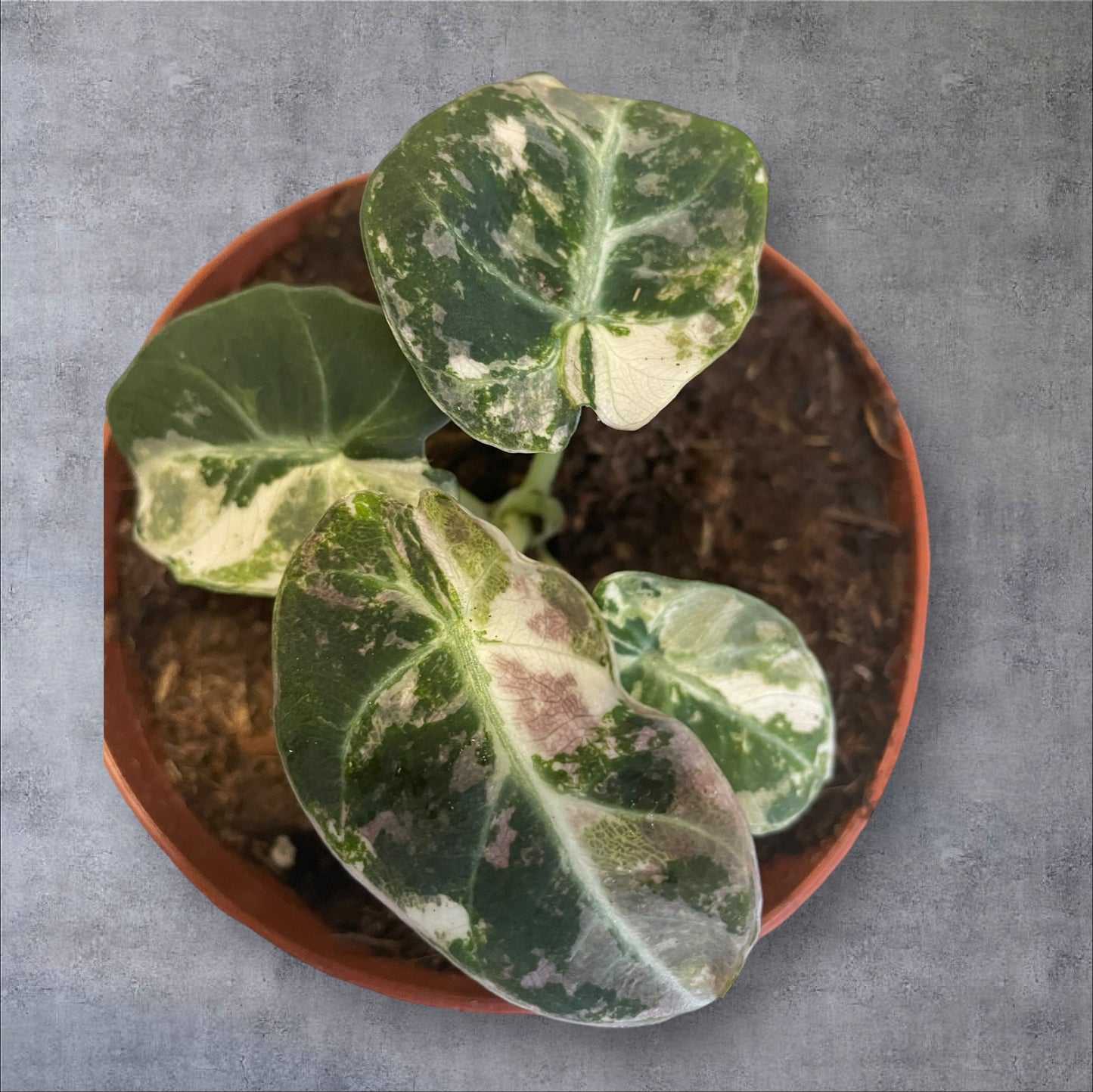 Alocasia Black Velvet Pink Variegata