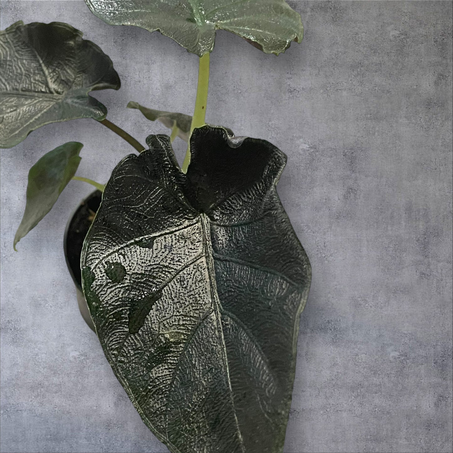 Alocasia Antoro Velvet - Sellers Choice