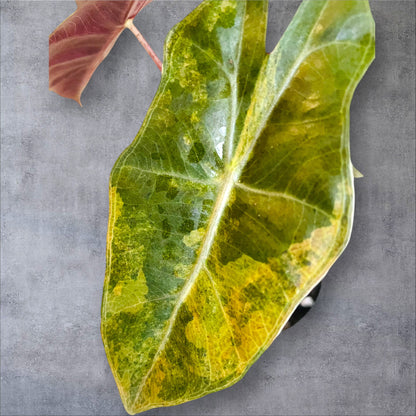 Alocasia Pseudo Sanderiana Variegata