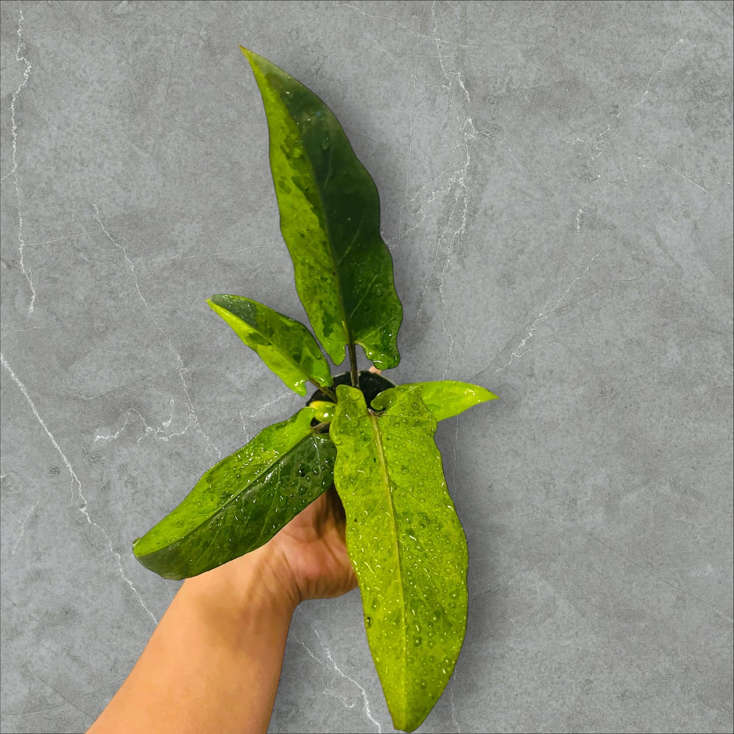 Alocasia Lauterbachiana Variegata