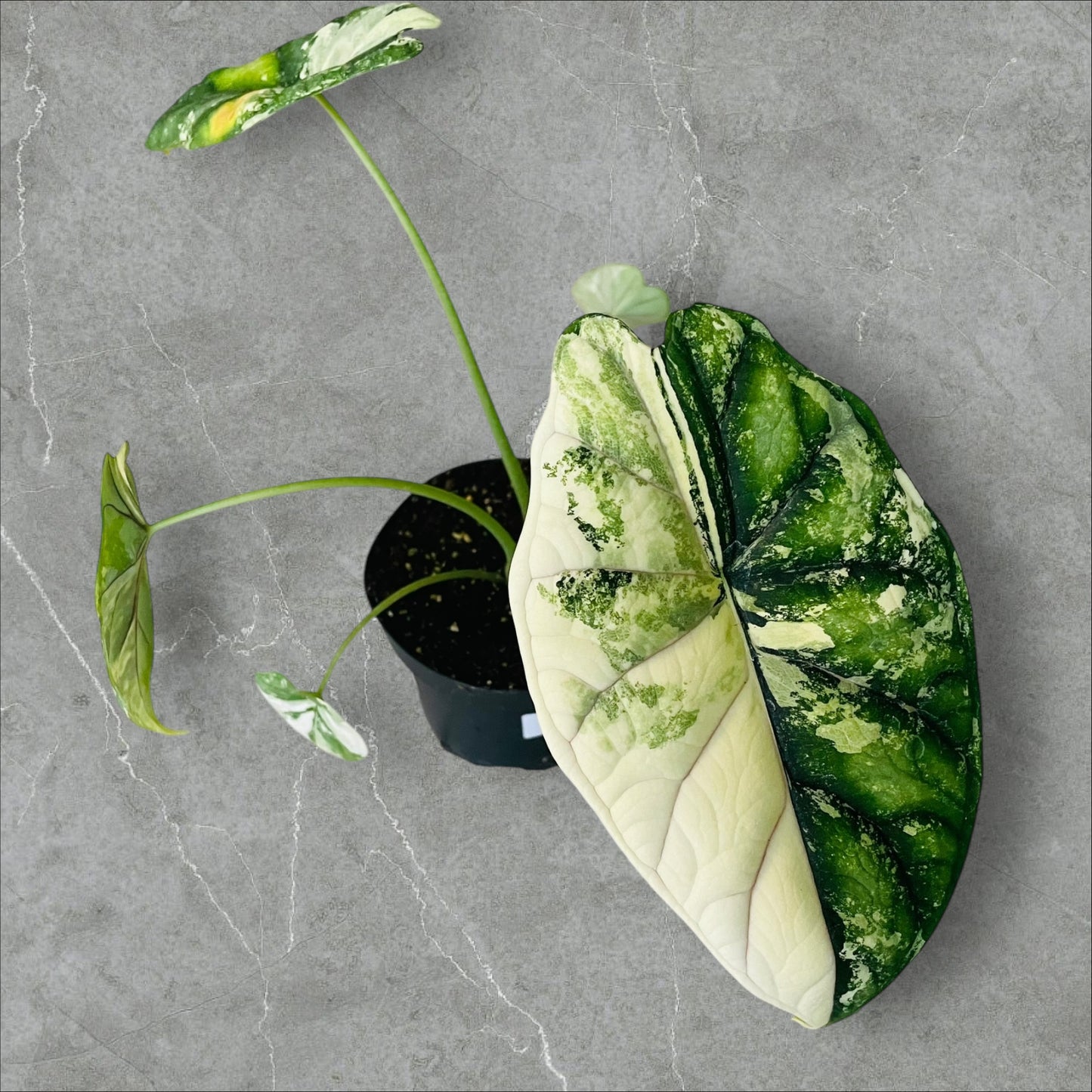 Alocasia Dragon Scale Variegata - Pot 12cm