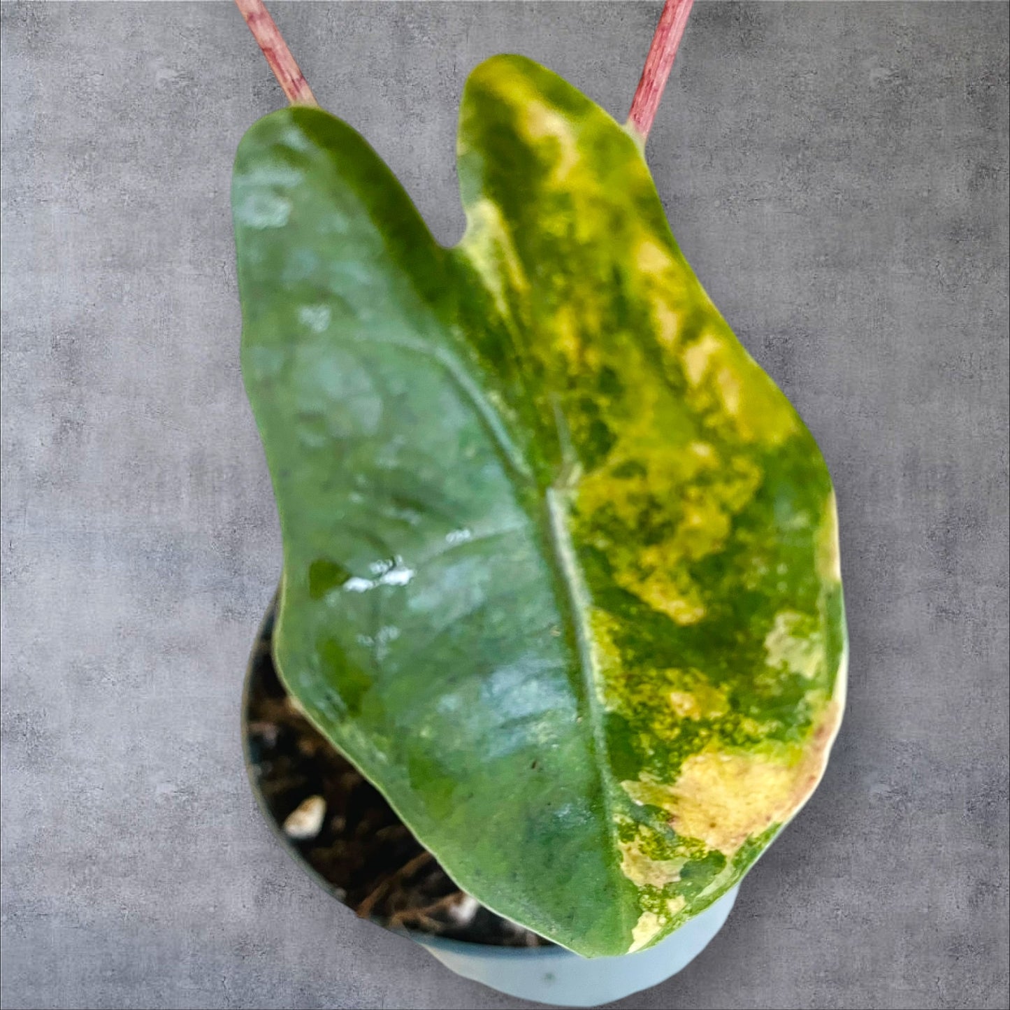 Alocasia Pseudo Sanderiana Variegata