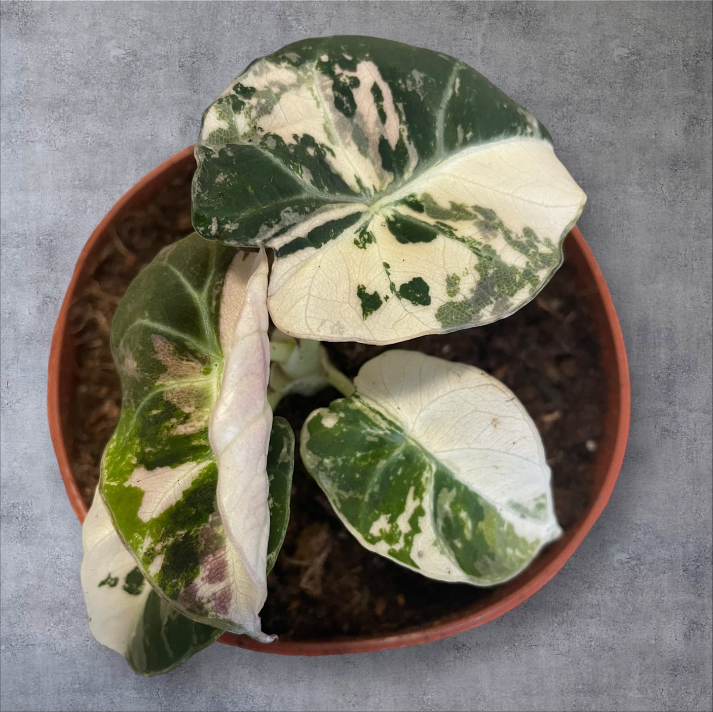 Alocasia Black Velvet Pink Variegata