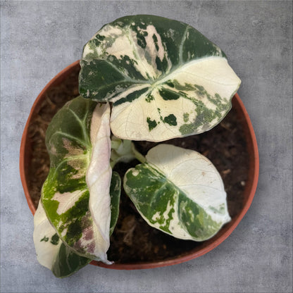 Alocasia Black Velvet Pink Variegata