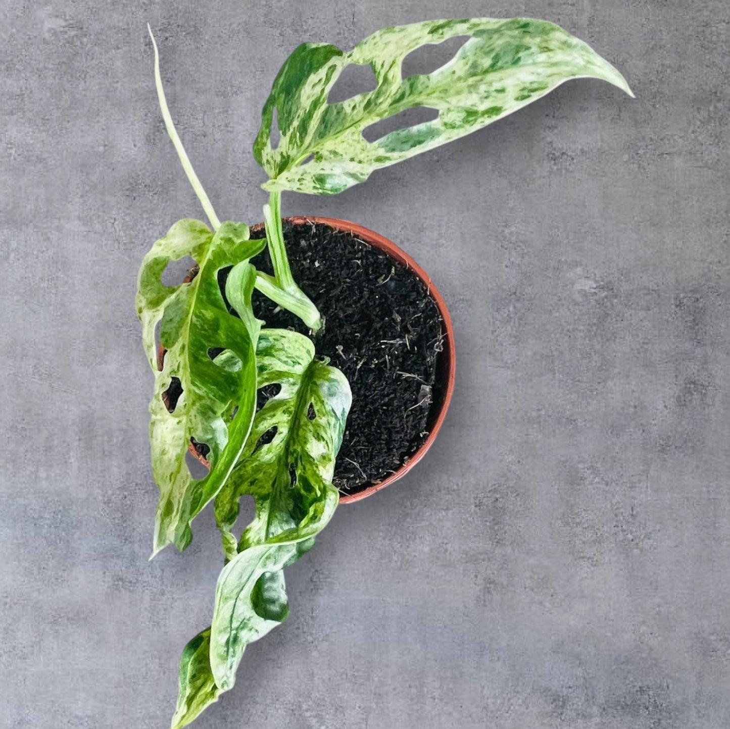 Monstera Frozen Freckles