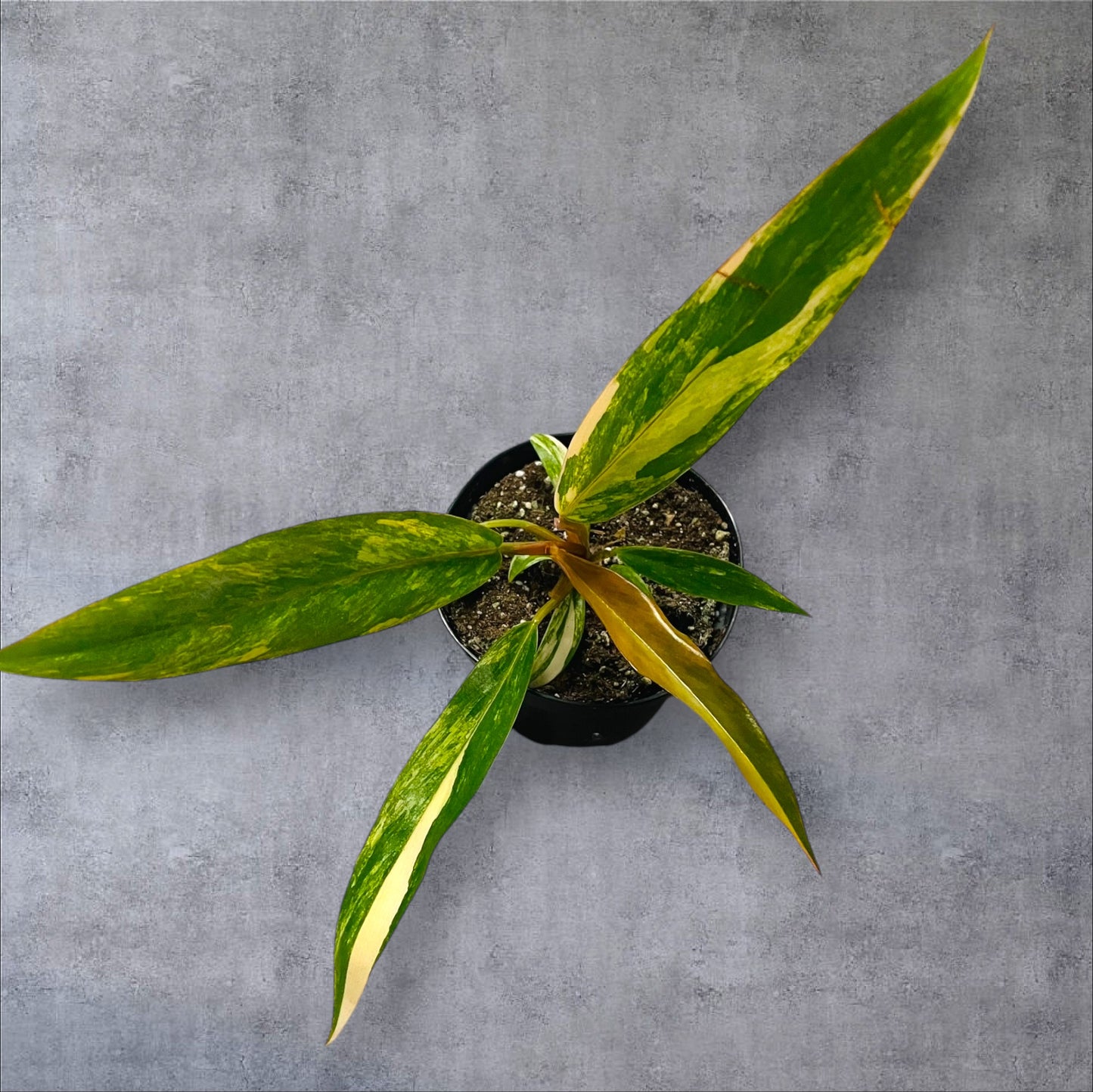 Philodendron Caramel Marble Variegata