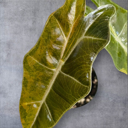 Alocasia Pseudo Sanderiana Variegata