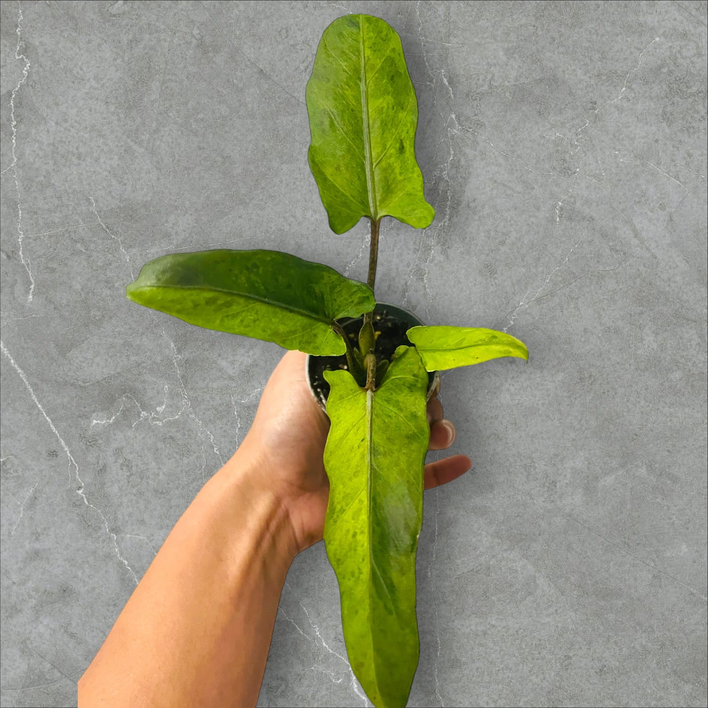 Alocasia Lauterbachiana Variegata