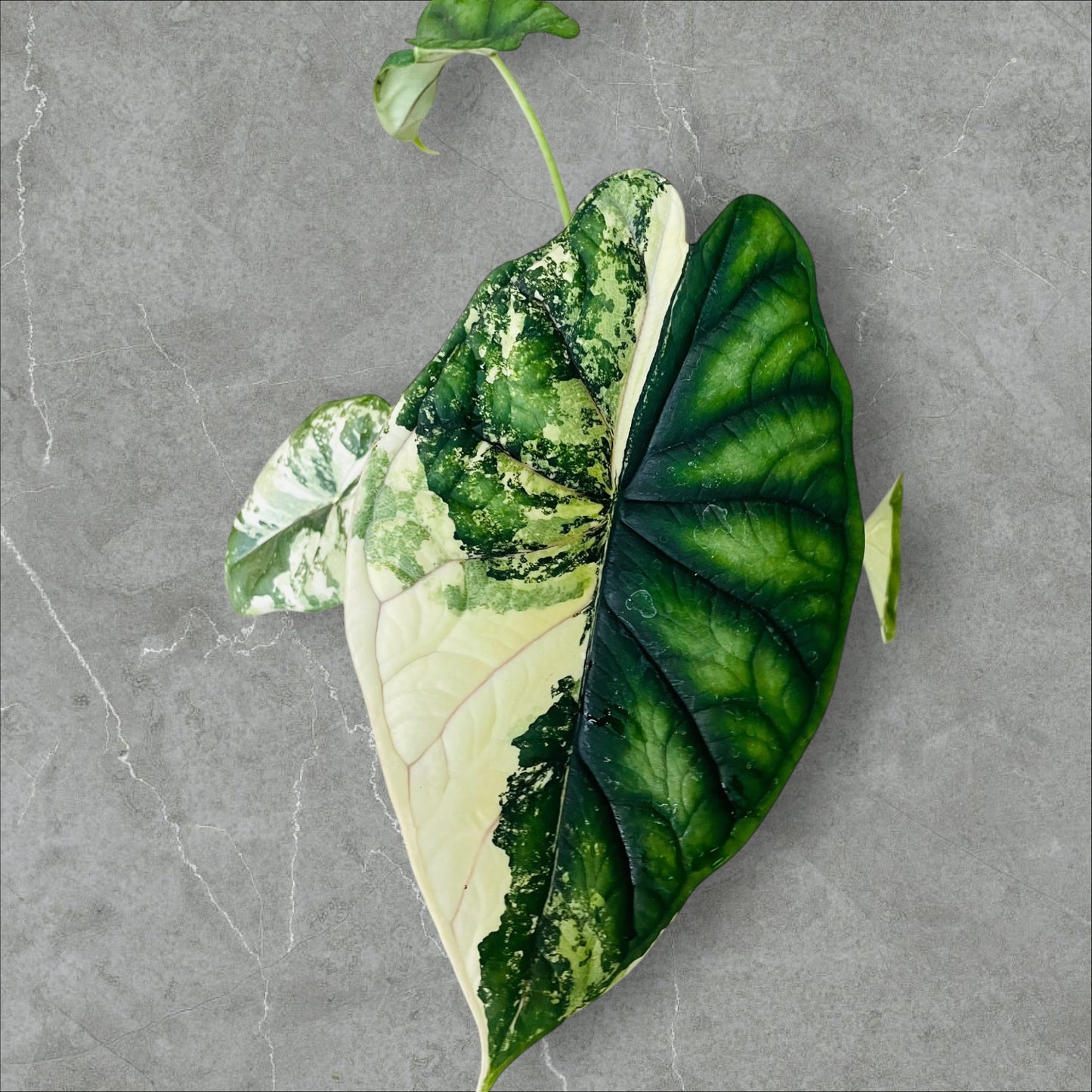 Alocasia Dragon Scale Variegata - Pot 12cm