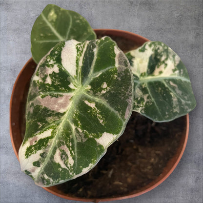 Alocasia Black Velvet Pink Variegata