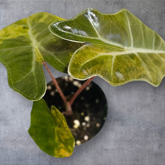 Alocasia Pseudo Sanderiana Variegata