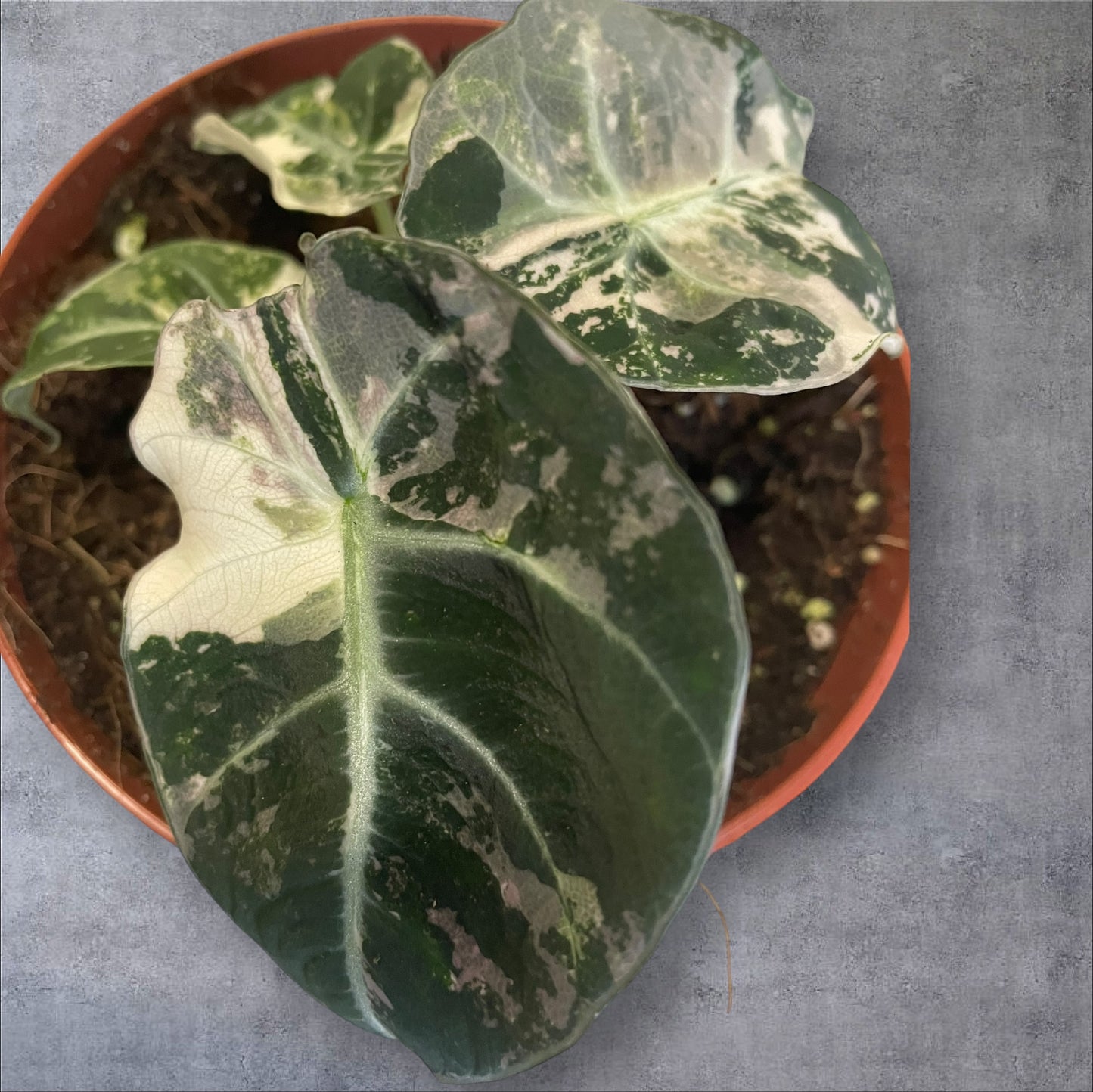 Alocasia Black Velvet Pink Variegata